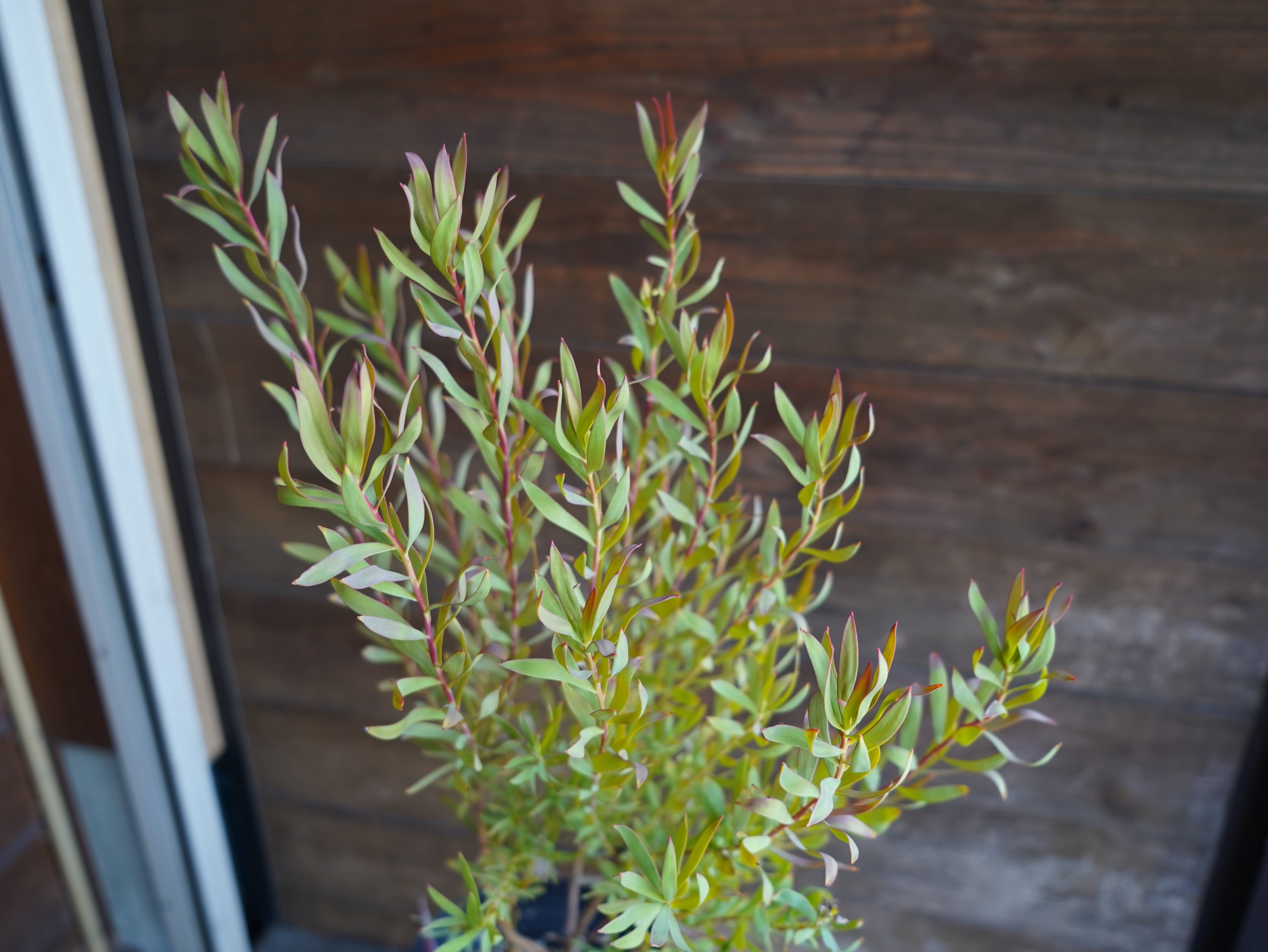 【現物】リューカデンドロン ”Cream Delight” 6号 B