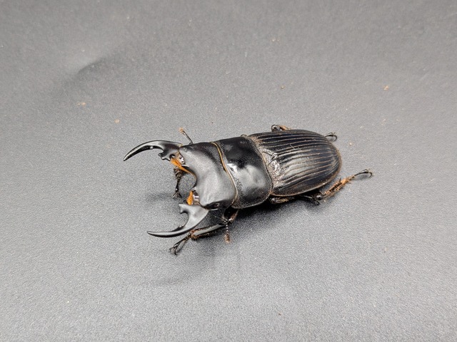 プラティオドンネブト　レオポルディ　♂38ｍｍ♀27ｍｍ