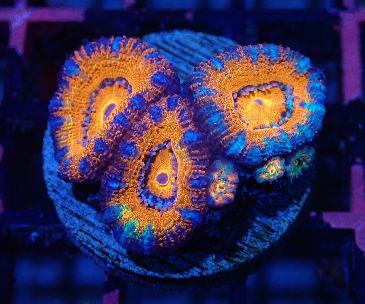 Loadhowensis RainbowGrade Frag 11