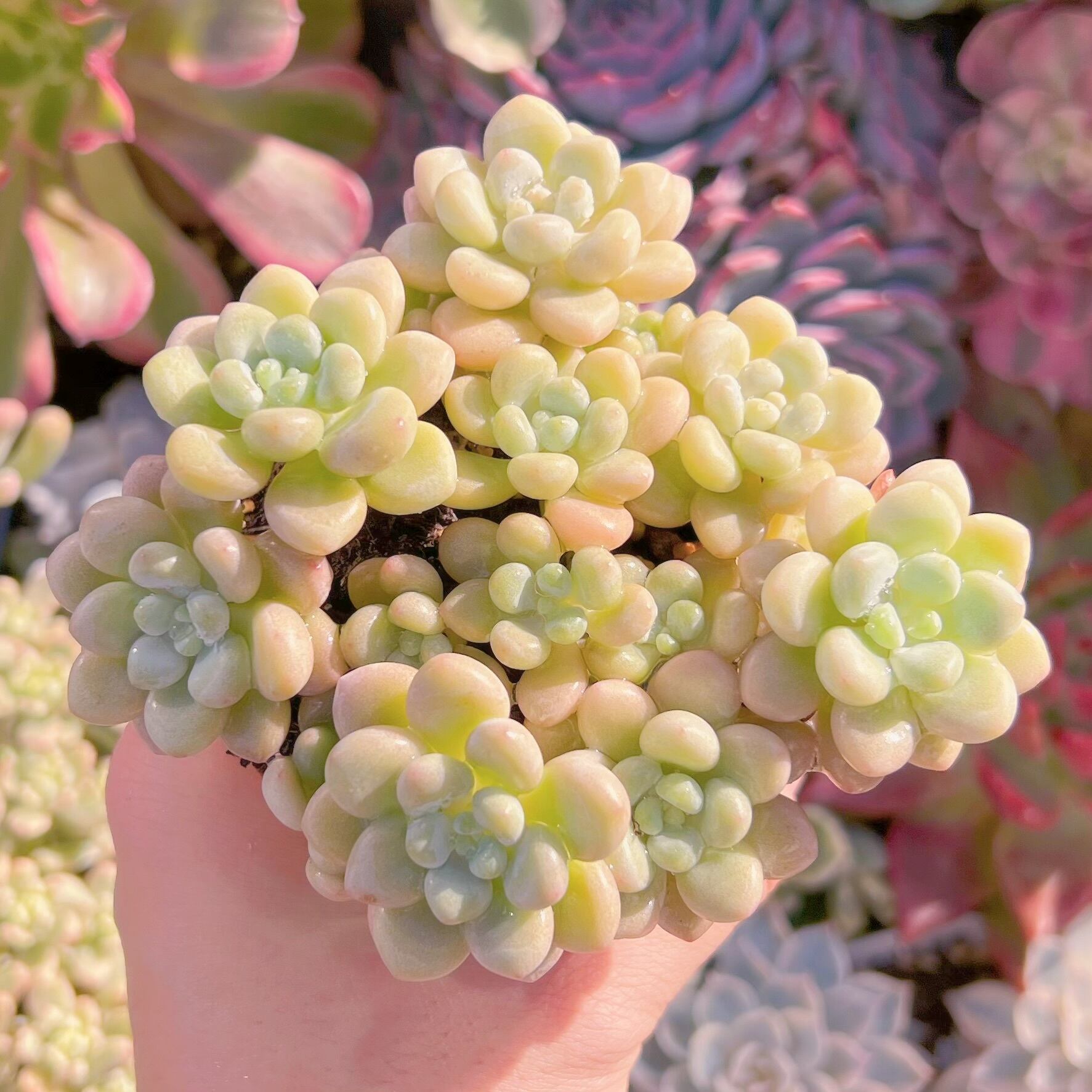 現品　チューインガム#639　るる農園