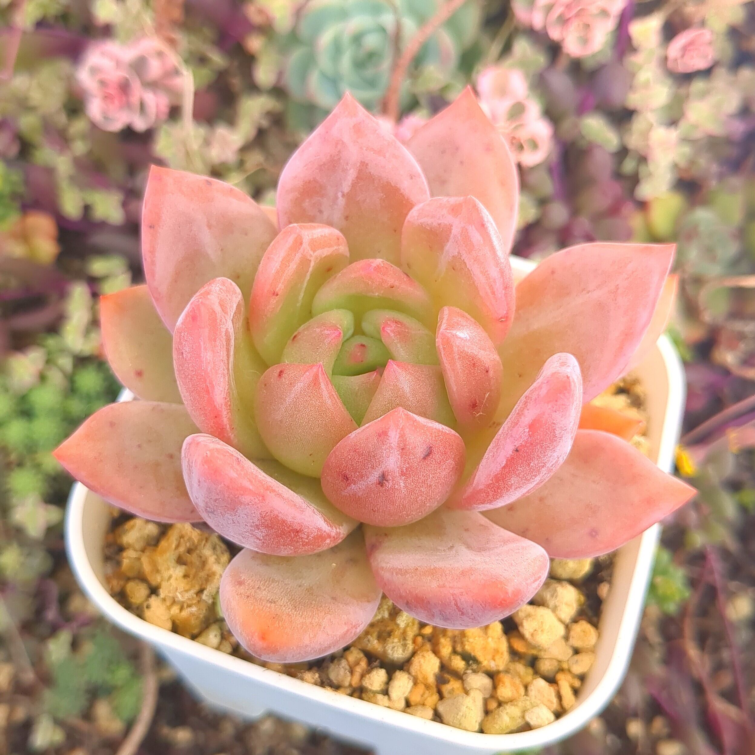 多肉植物 エケベリア カット苗 6苗セット シャーロットローズ等 エケベリア シャーロット （抜き苗） | 多肉植物のネットショップ ST Farm