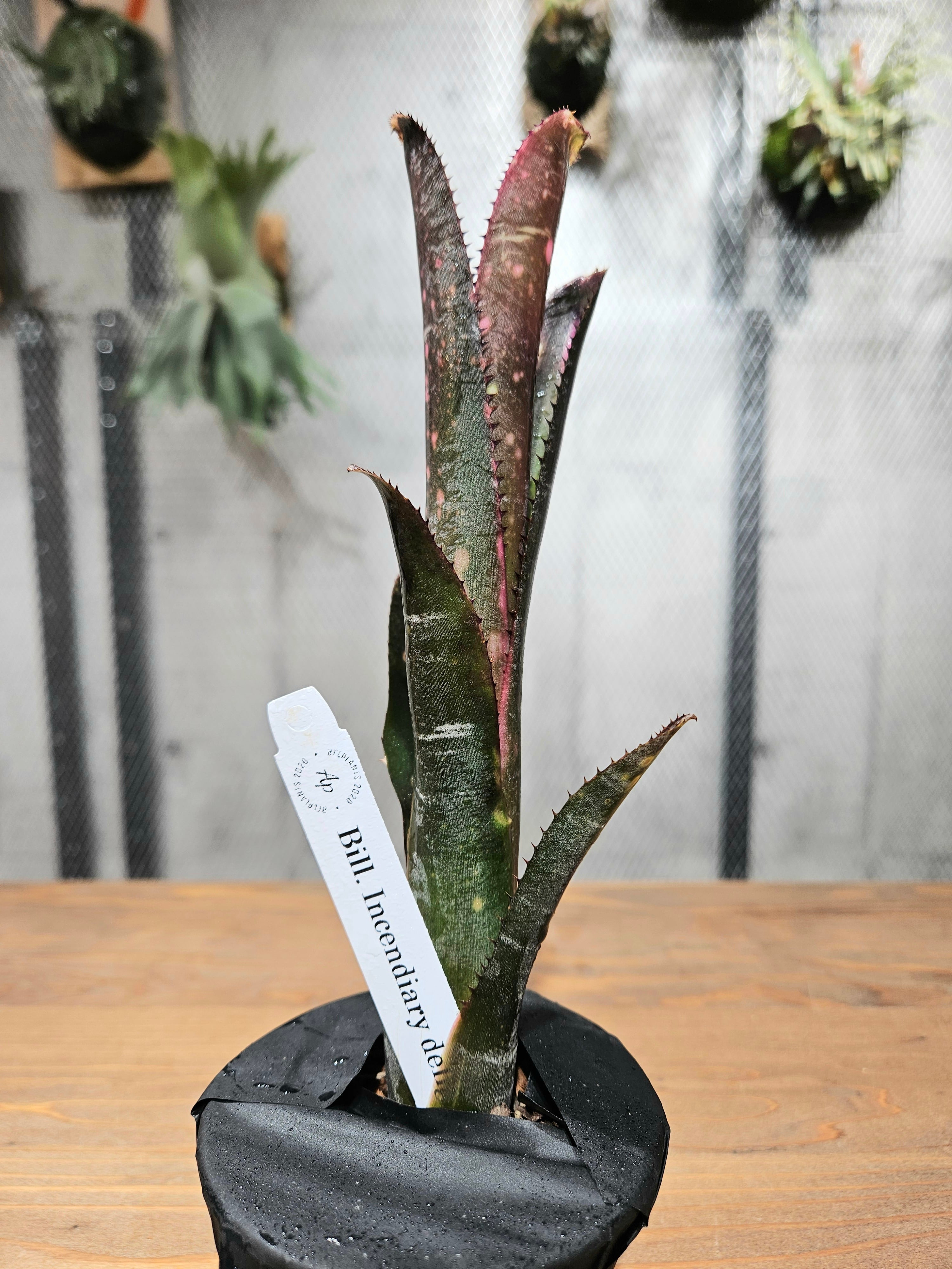 ブロメリア・エアープランツ Billbergia Incendiary Delight Billbergia Incendiary Delight【artPLANTs】ビルベルギア/タンク