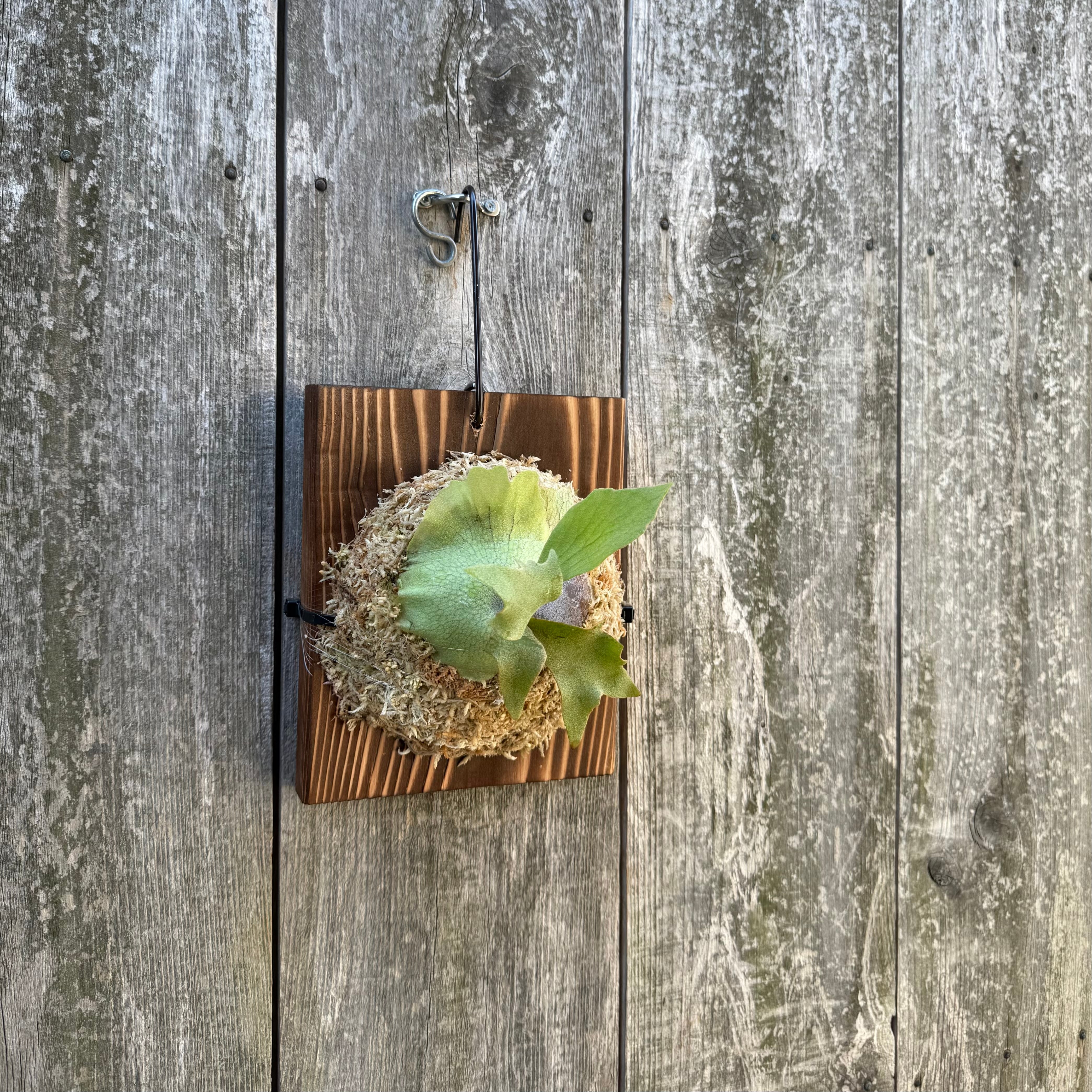 P. Ginka, P. willinckii'Bogor Mr. Suddan' 12th oasis sporeling