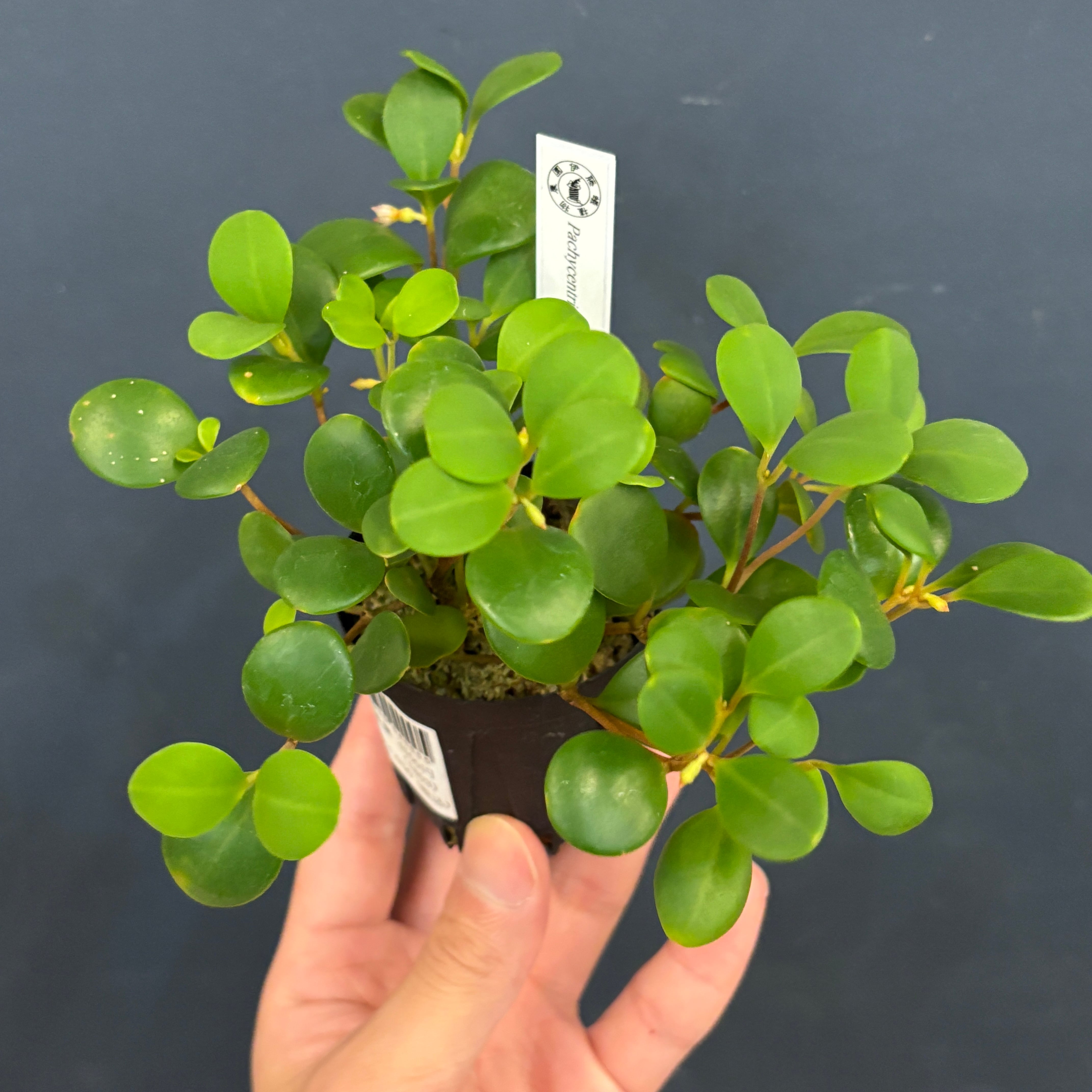 まさまる　アリ植物 まさまる様 専用 アリ植物 アリ植物 | PROTOLEAF プロトリーフ