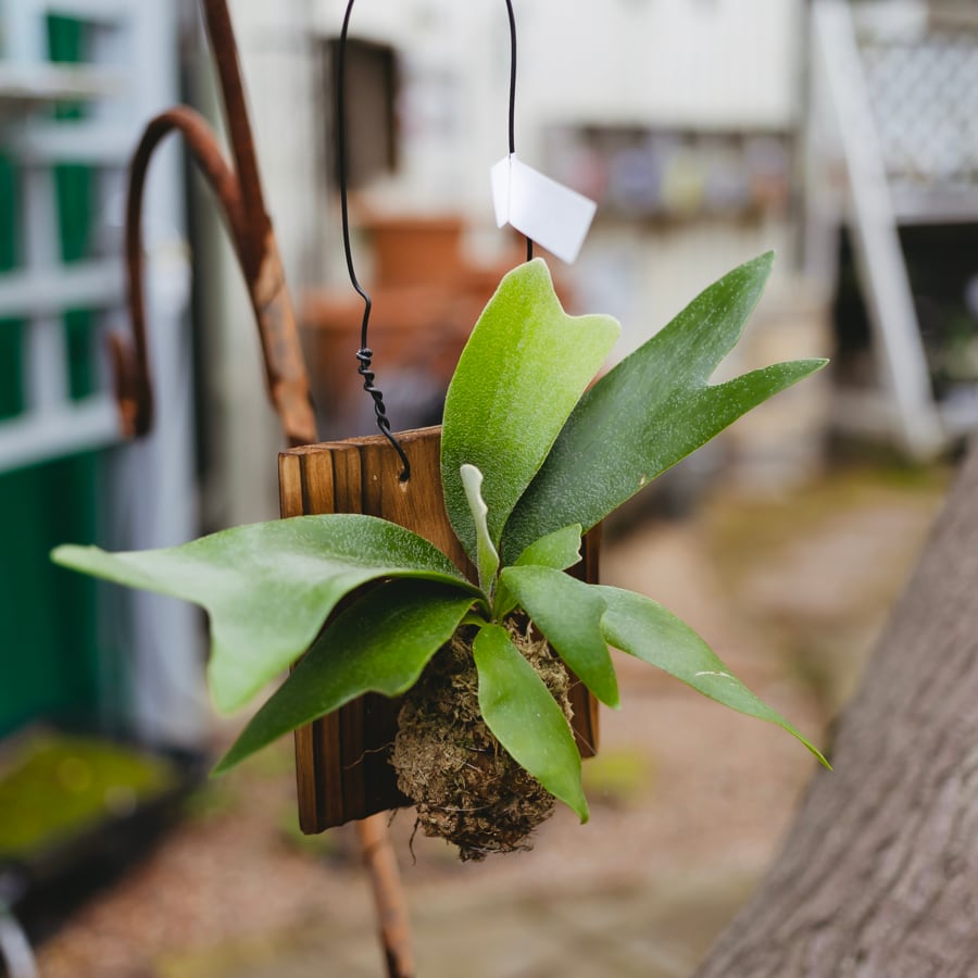 観葉植物　フィロデンドロン・ブラジル　水苔リング