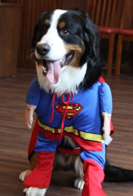 スーパーマン dog コスチュームXL | エリン舎の大型犬用品販売サイト ...
