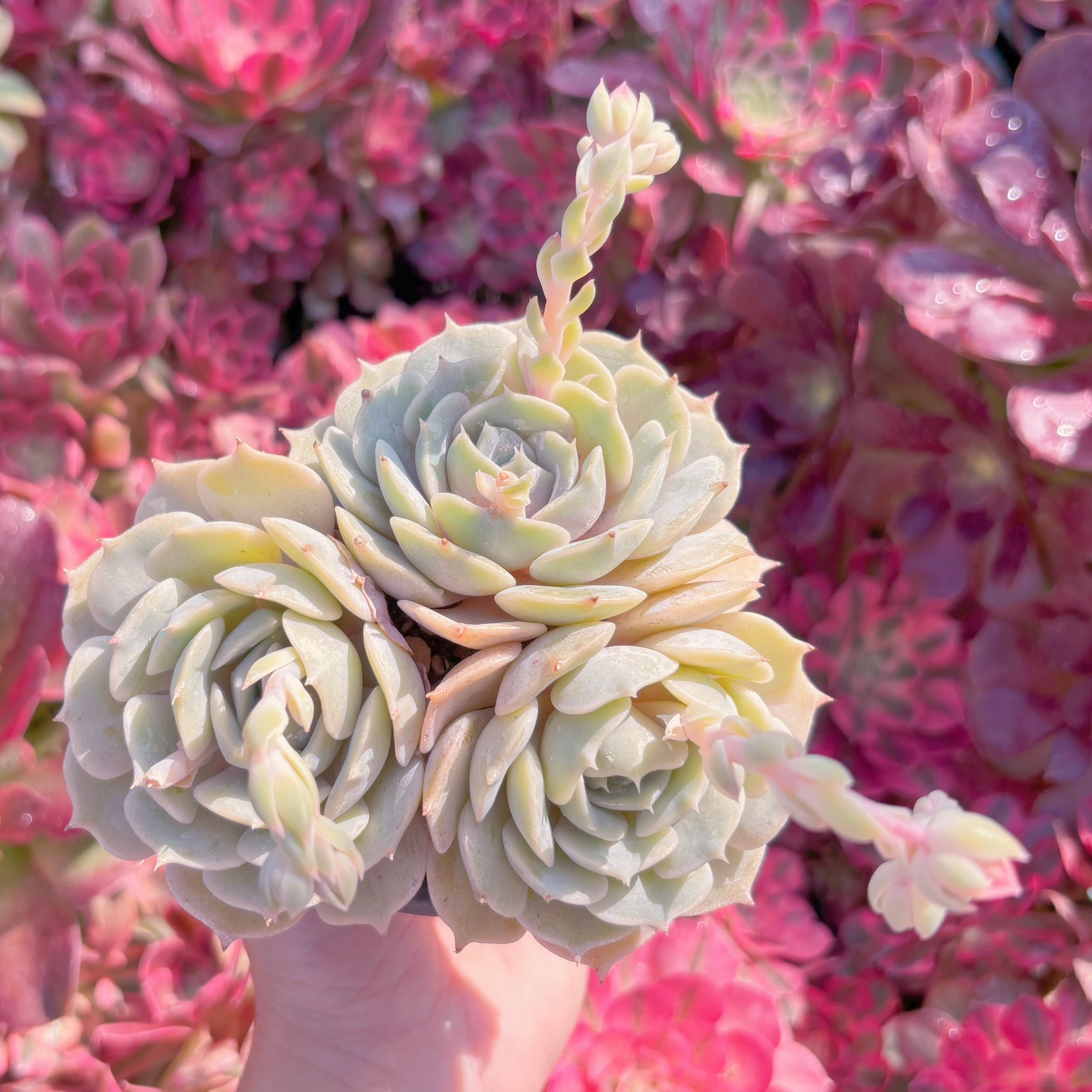 現品 ローラ#K113 るる農園 | るる農園~多肉植物専門