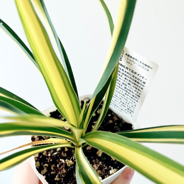 耐寒強 ユッカ フィラメントーサカラーガード 観葉植物 ドライガーデン calm cafe