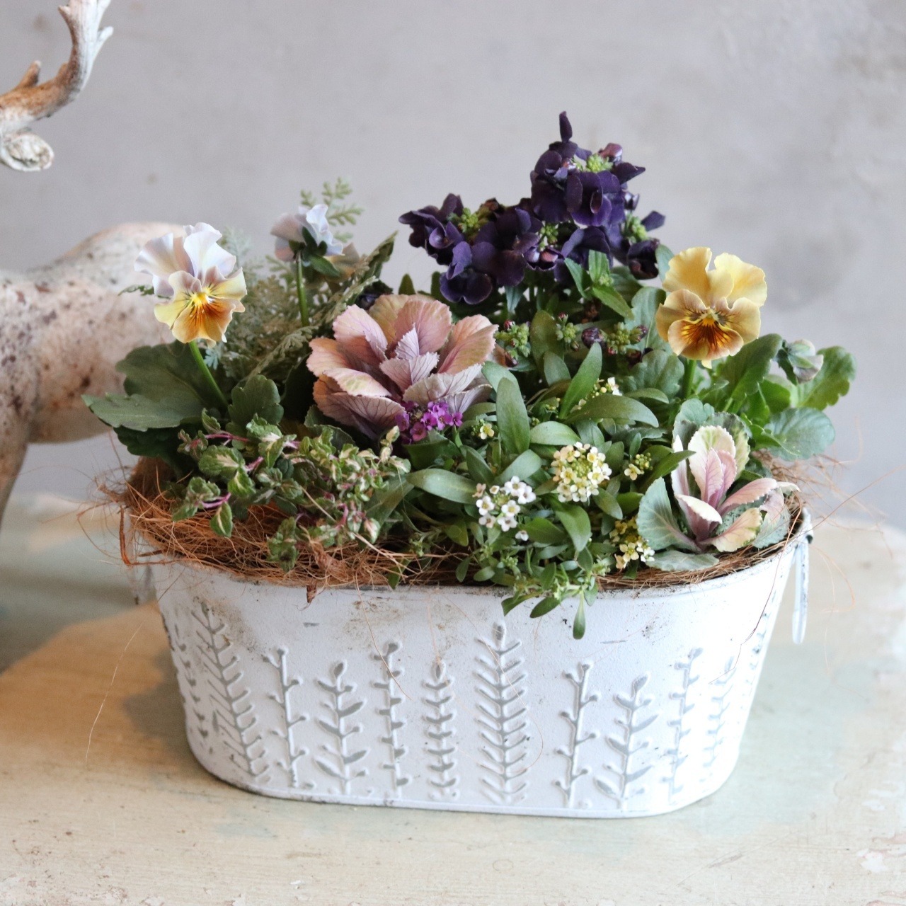 冬から春に楽しむ寄せ植え　和モダンビオラとシックカラーハボタンの北欧風ブリキの寄せ植え　届いてすぐ玄関に飾れる 　プレゼントにもオススメ　