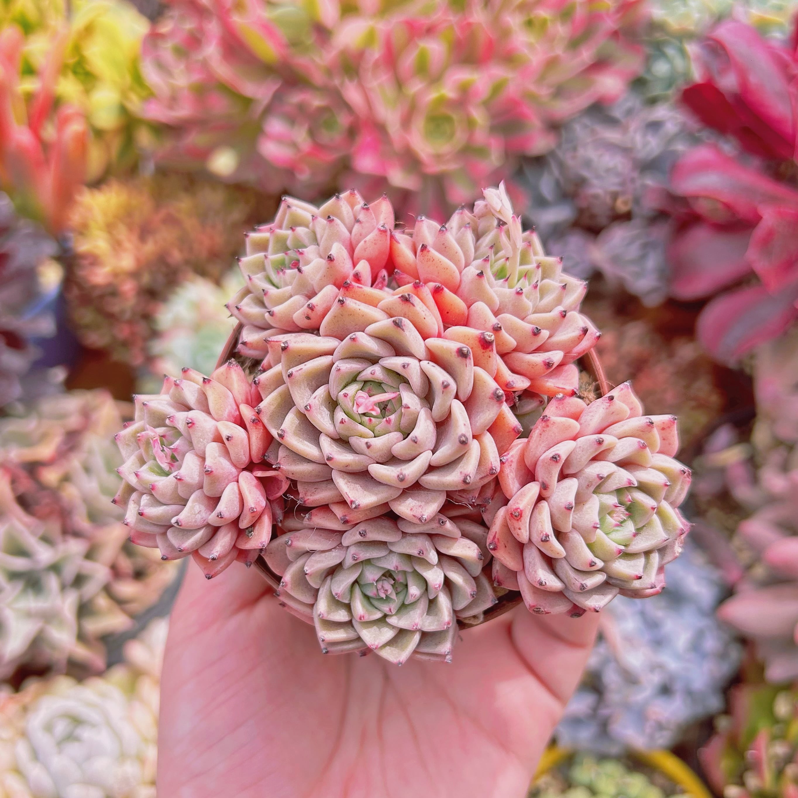 多肉植物　沙羅姫牡丹sp  6頭以上