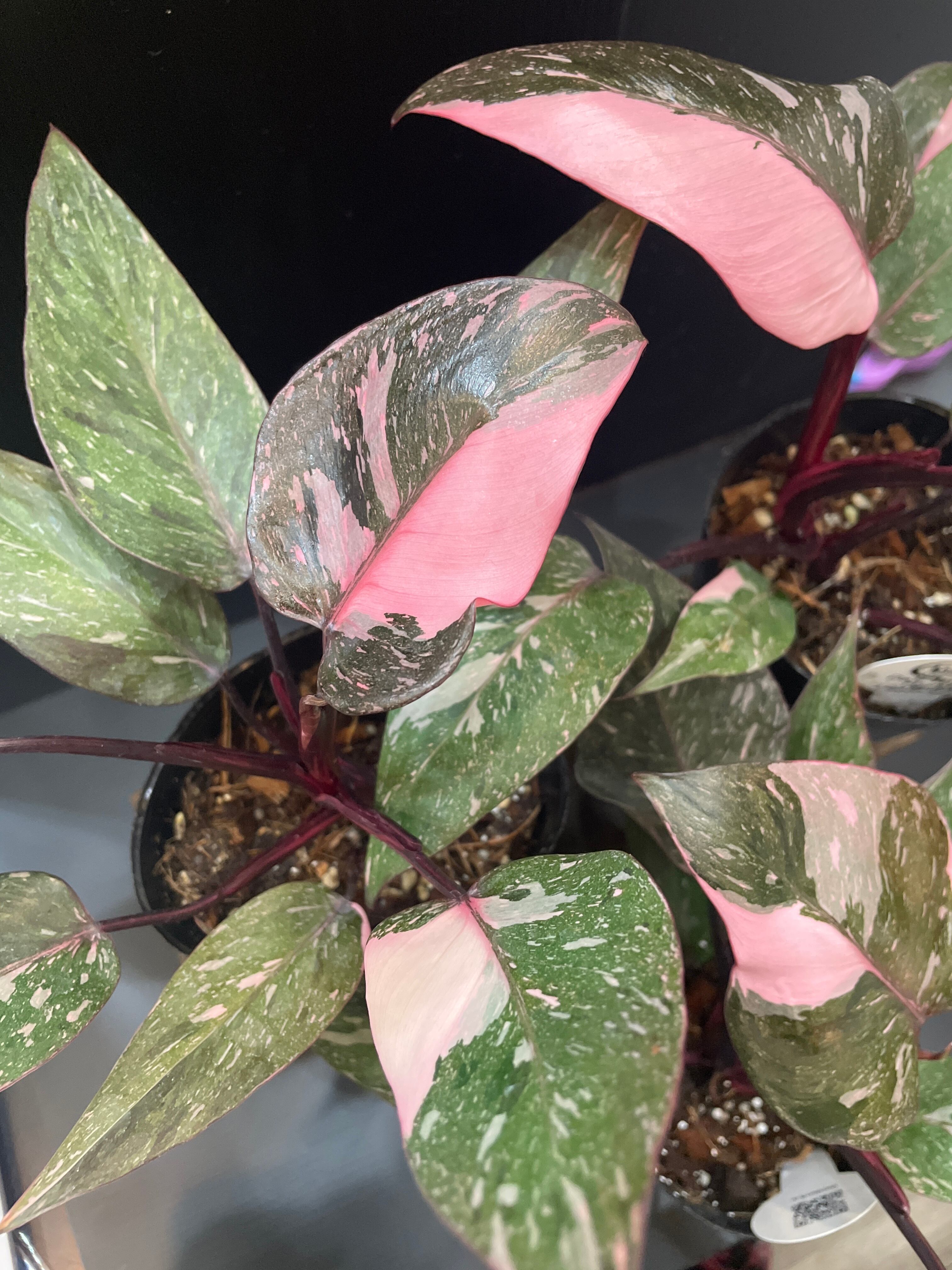 希少】Philodendron Pink Princess Marble 