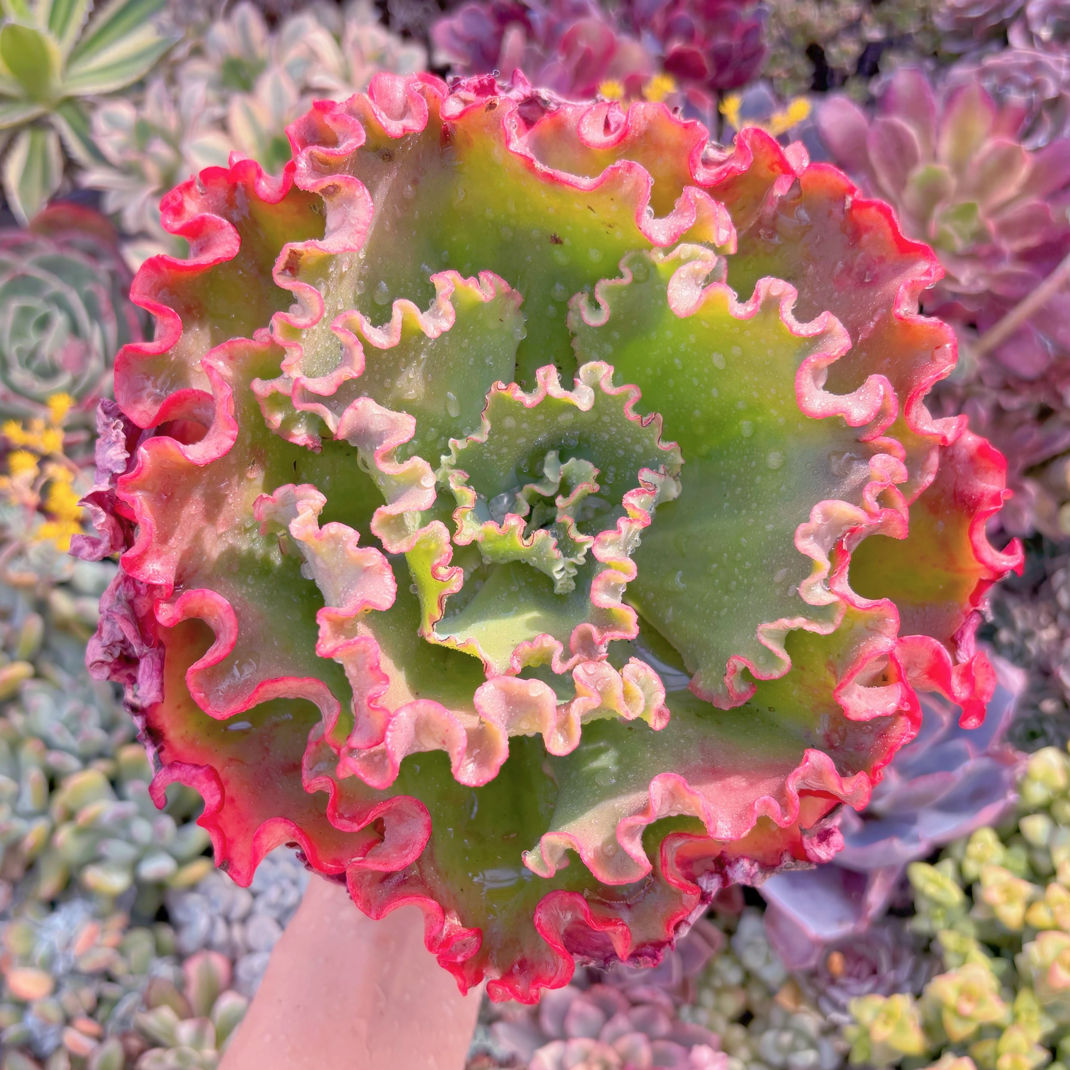 現品　紅珊瑚#M210　特大苗　新入荷　るる農園