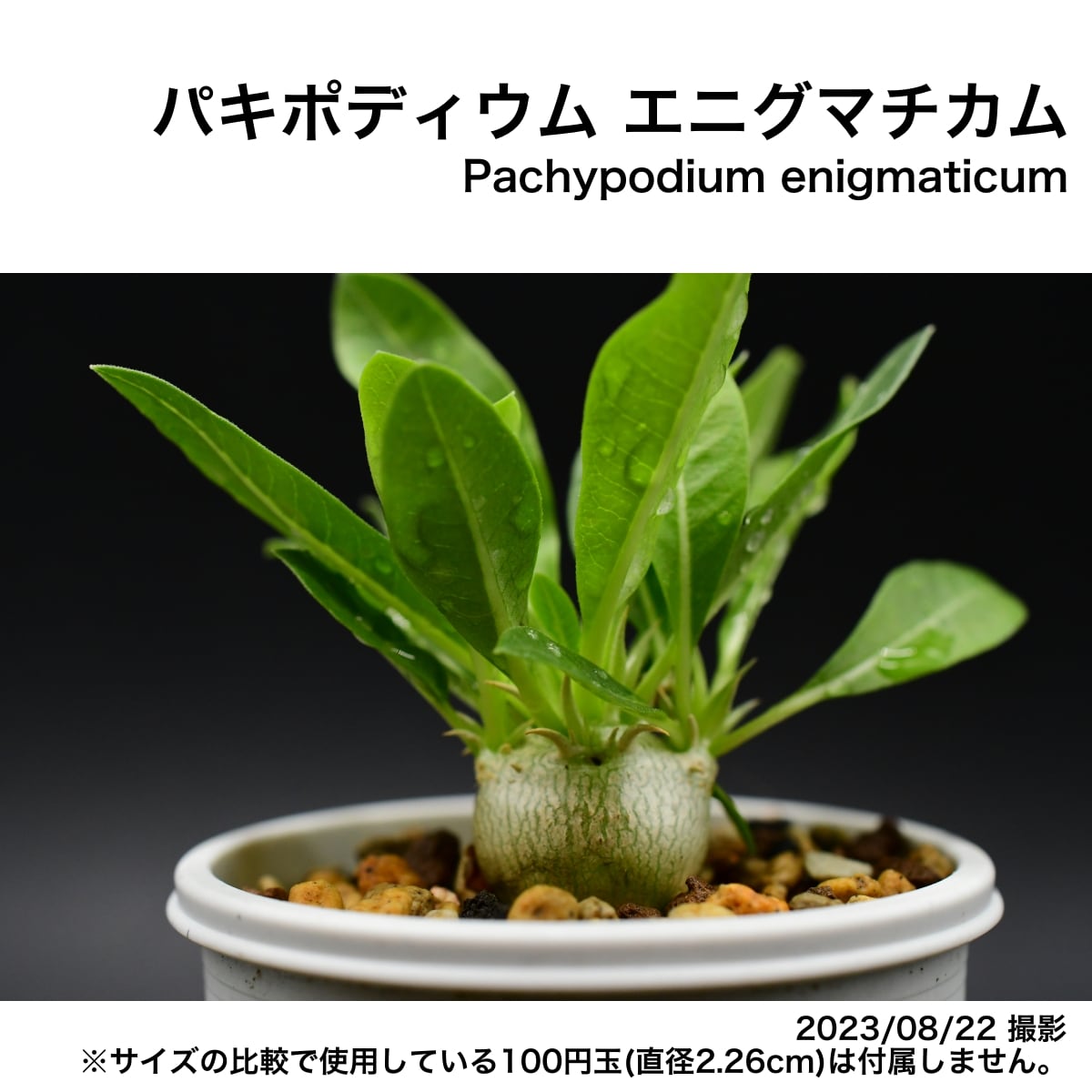 2E6 実生 パキポディウム エニグマチカム コーデックス 塊根植物 | 日 ...