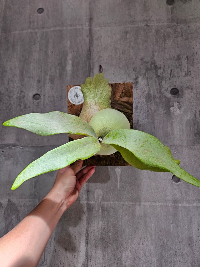 P.Snow  White 【artPLANTs/PLANTS GARAGE】ビカクシダ/Platycerium