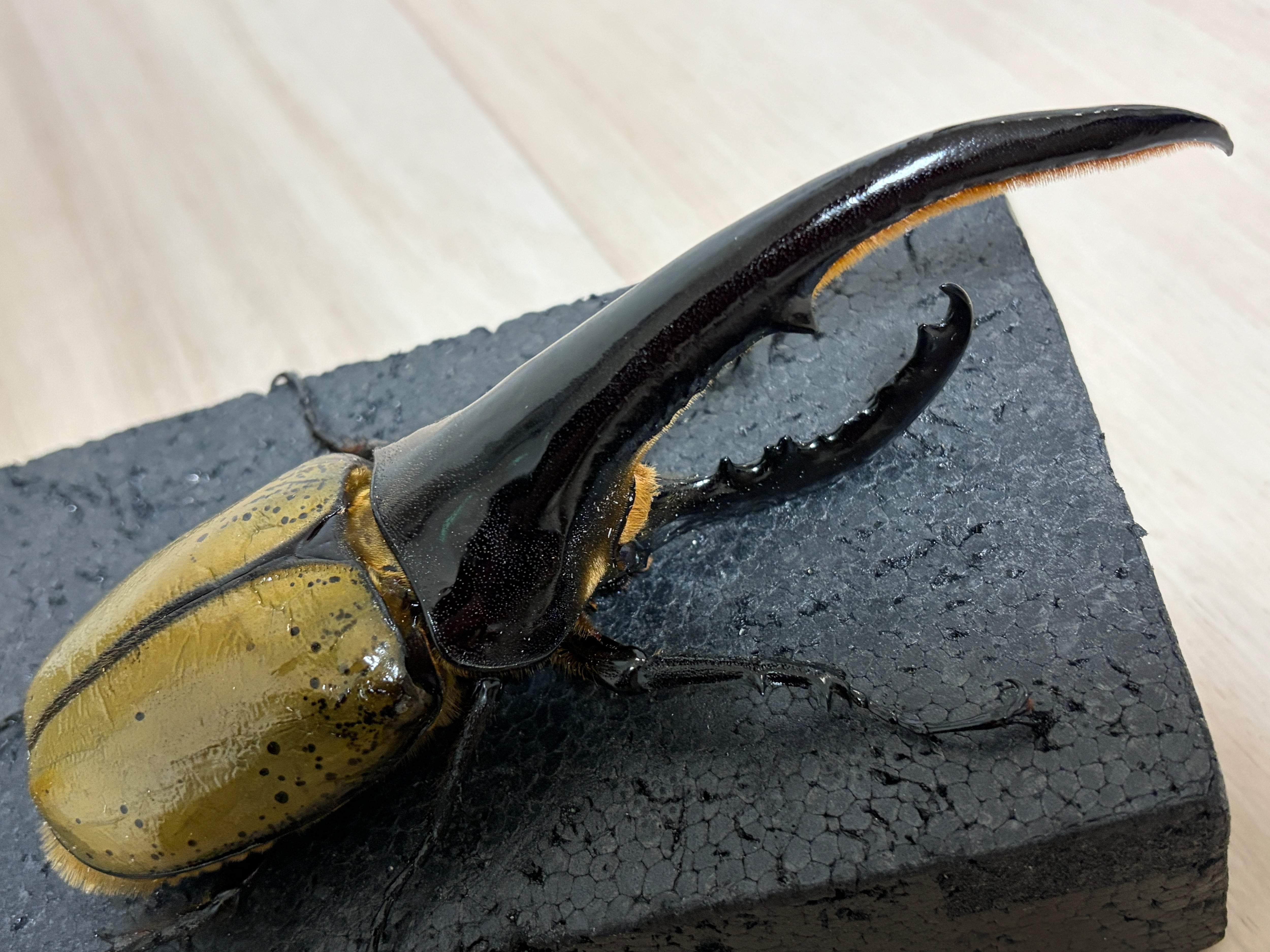 アートオブヘラクレス