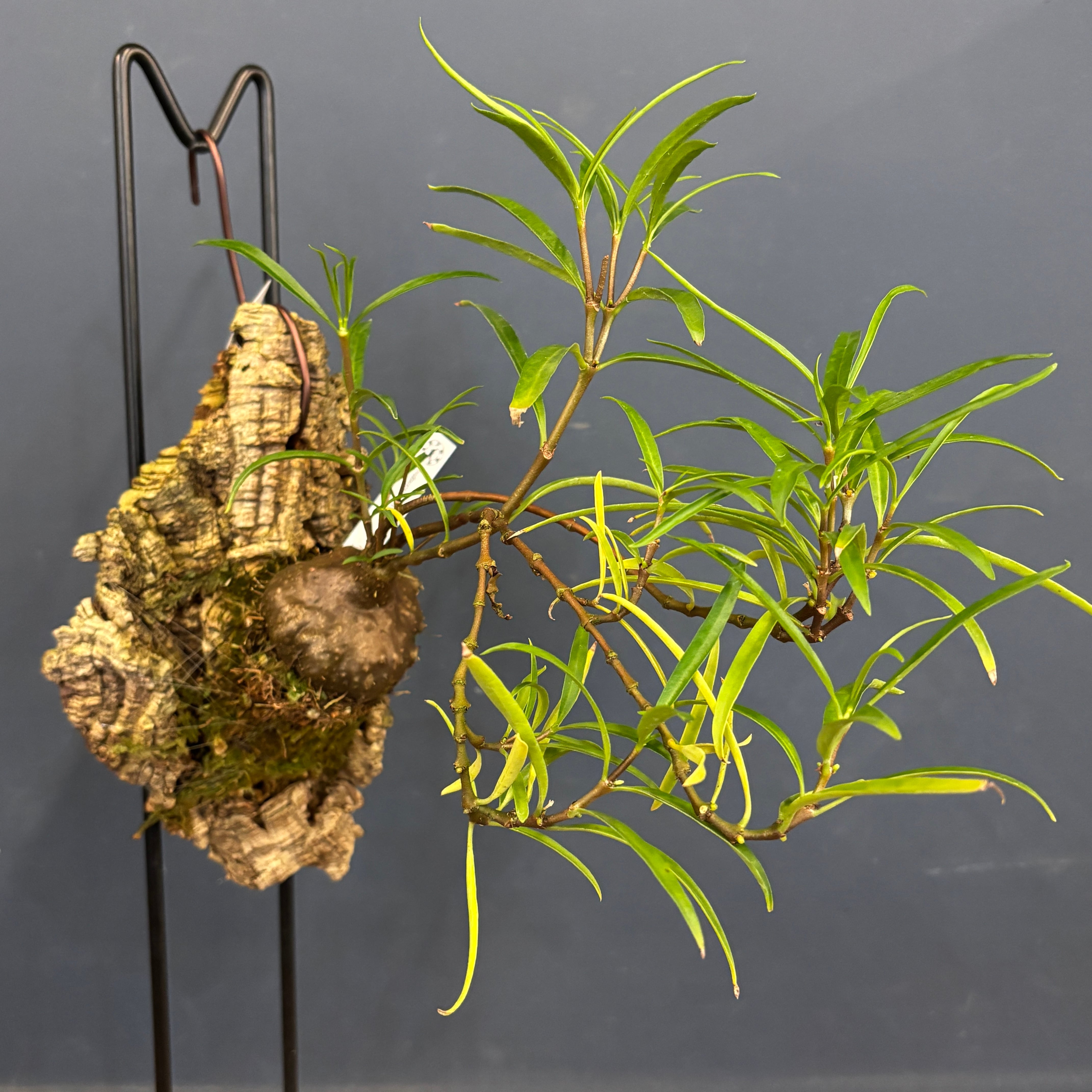 アリ植物 | PROTOLEAF プロトリーフ