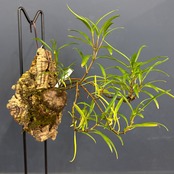 Hydnophytum puffii【367】