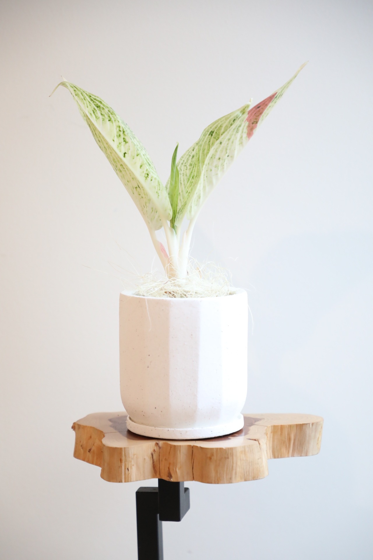 【希少】【S】アグラオネマ ホワイトレガシー/Aglaonema white Legacy ※陶器鉢付き