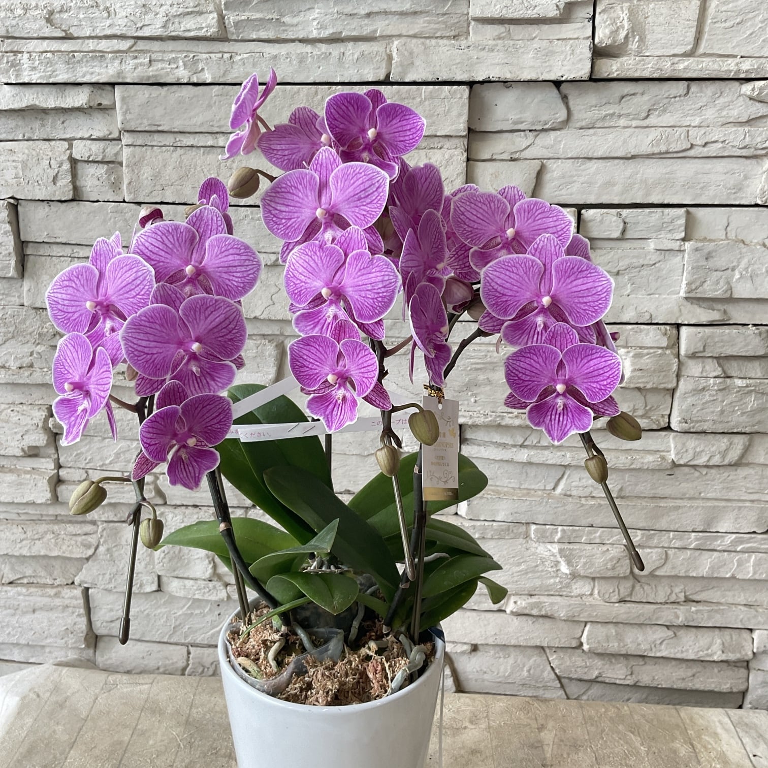 鉢花 | 橋本種苗園