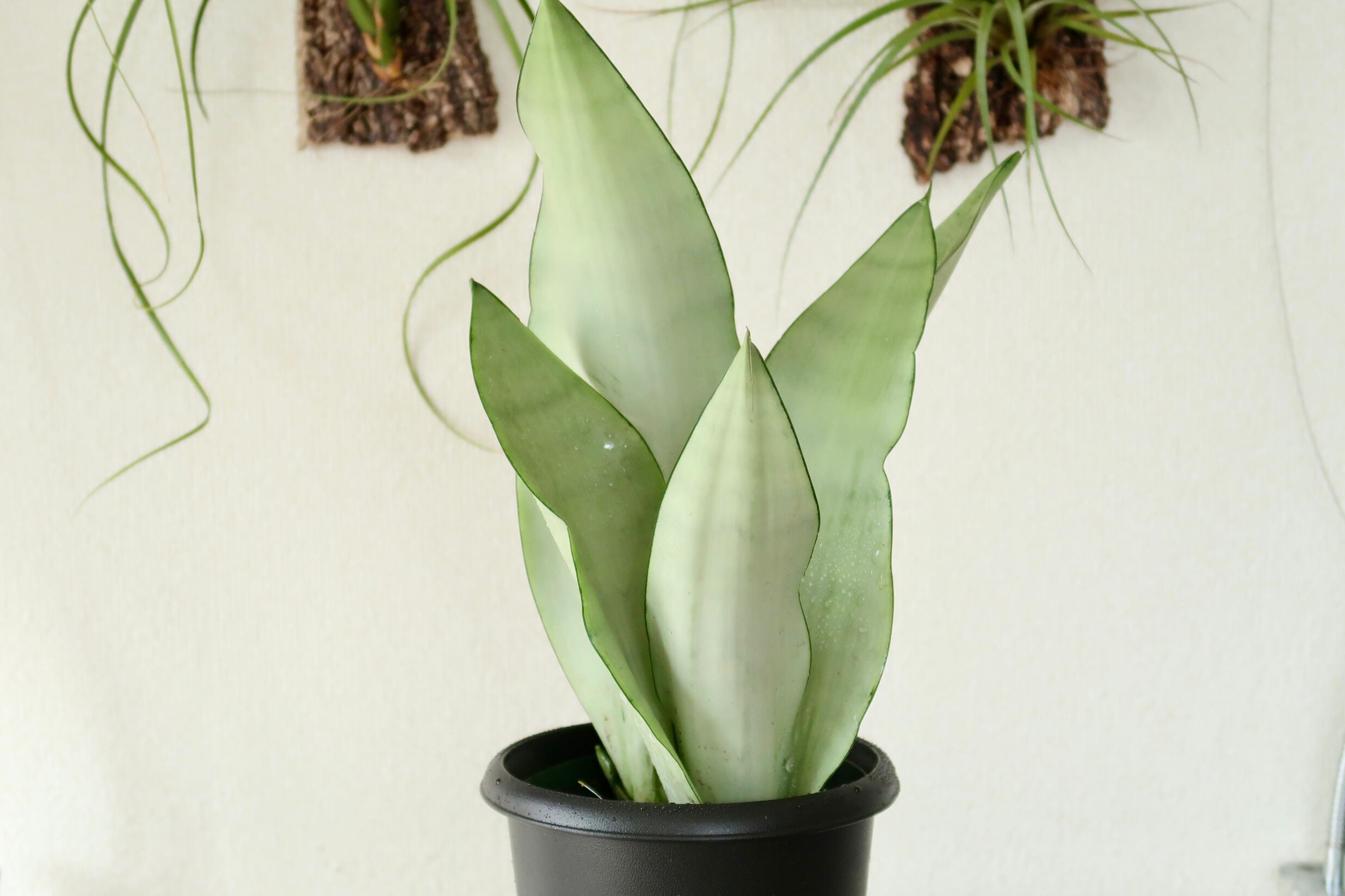 サンセベリア サンスベリア シルバーキング ムーンシャイン Sansevieria Moonshine 観葉植物 Bios Plants