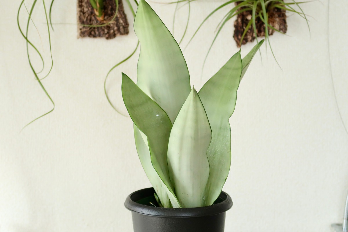 サンセベリア サンスベリア シルバーキング ムーンシャイン Sansevieria Moonshine 観葉植物 Bios Plants