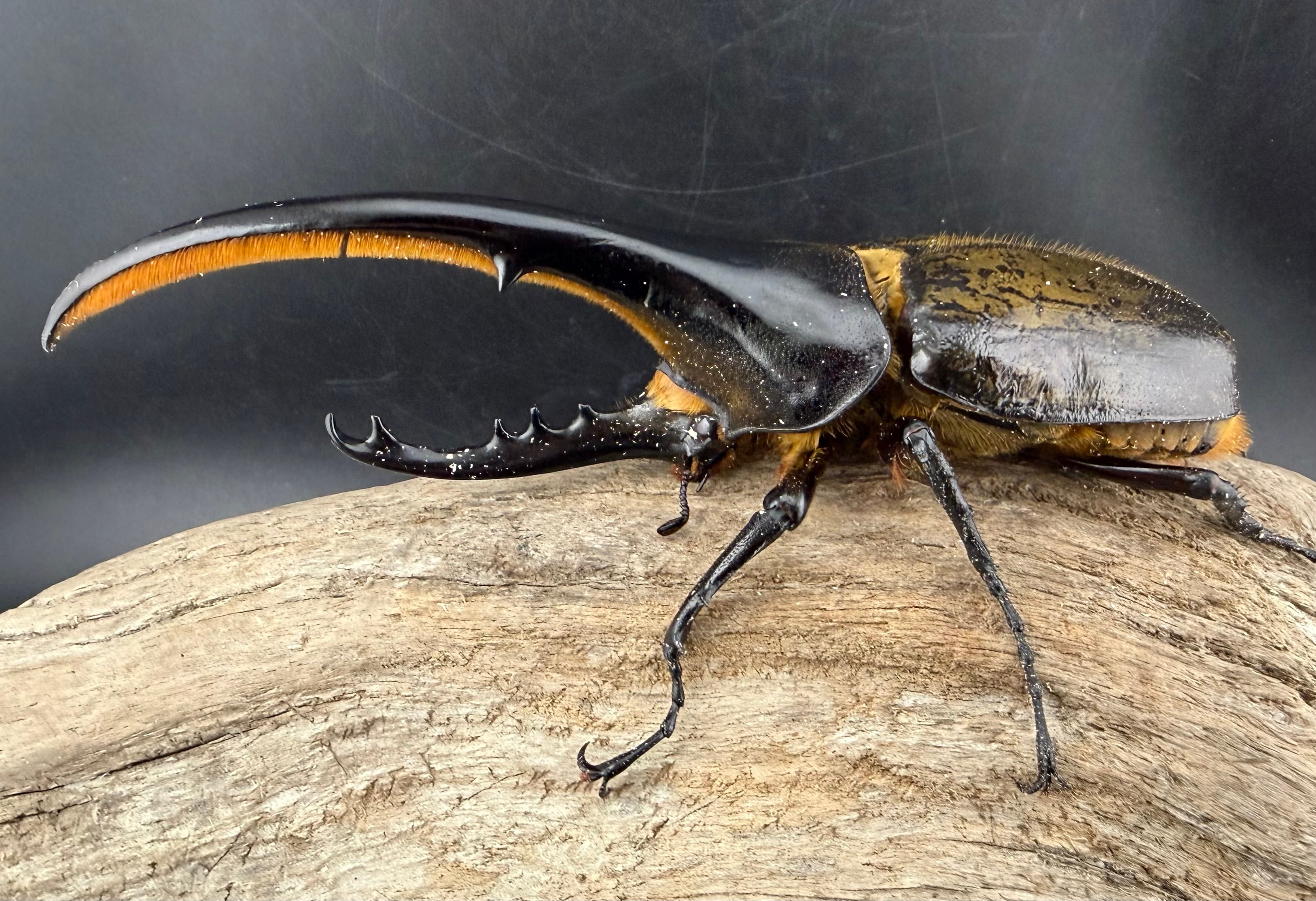 ヘラクレス・ヘラクレス 146mm ペア》 | KPW公式オンラインショップ