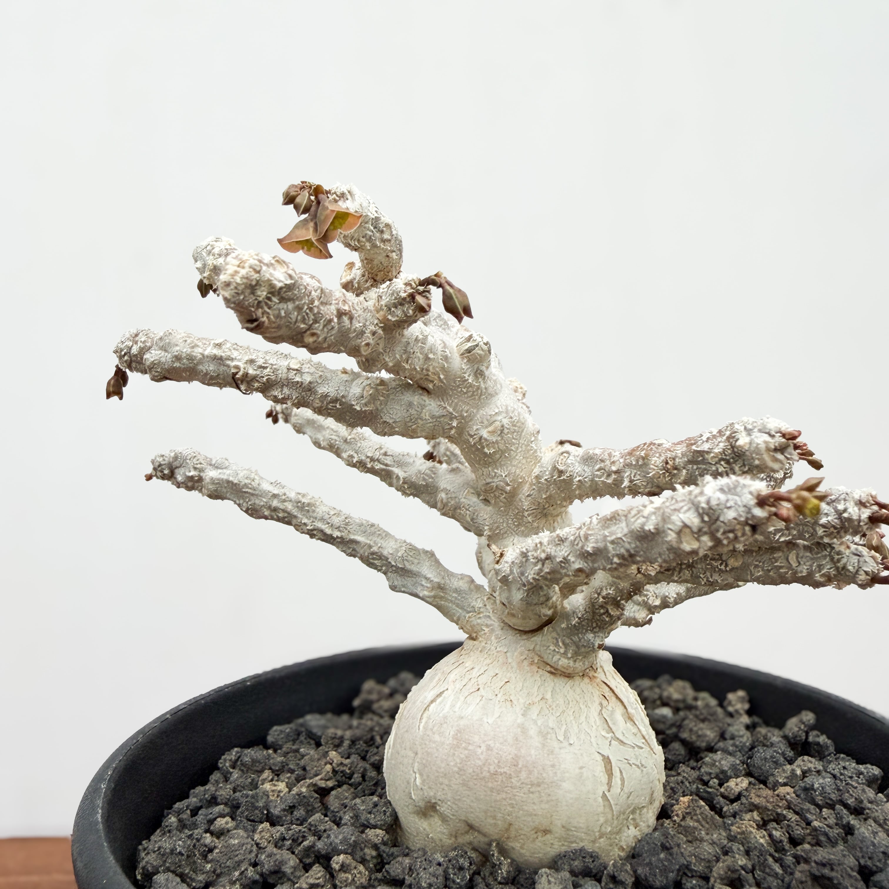 Euphorbia ambovombensis【ユーフォルビア・アンボボンベンシス