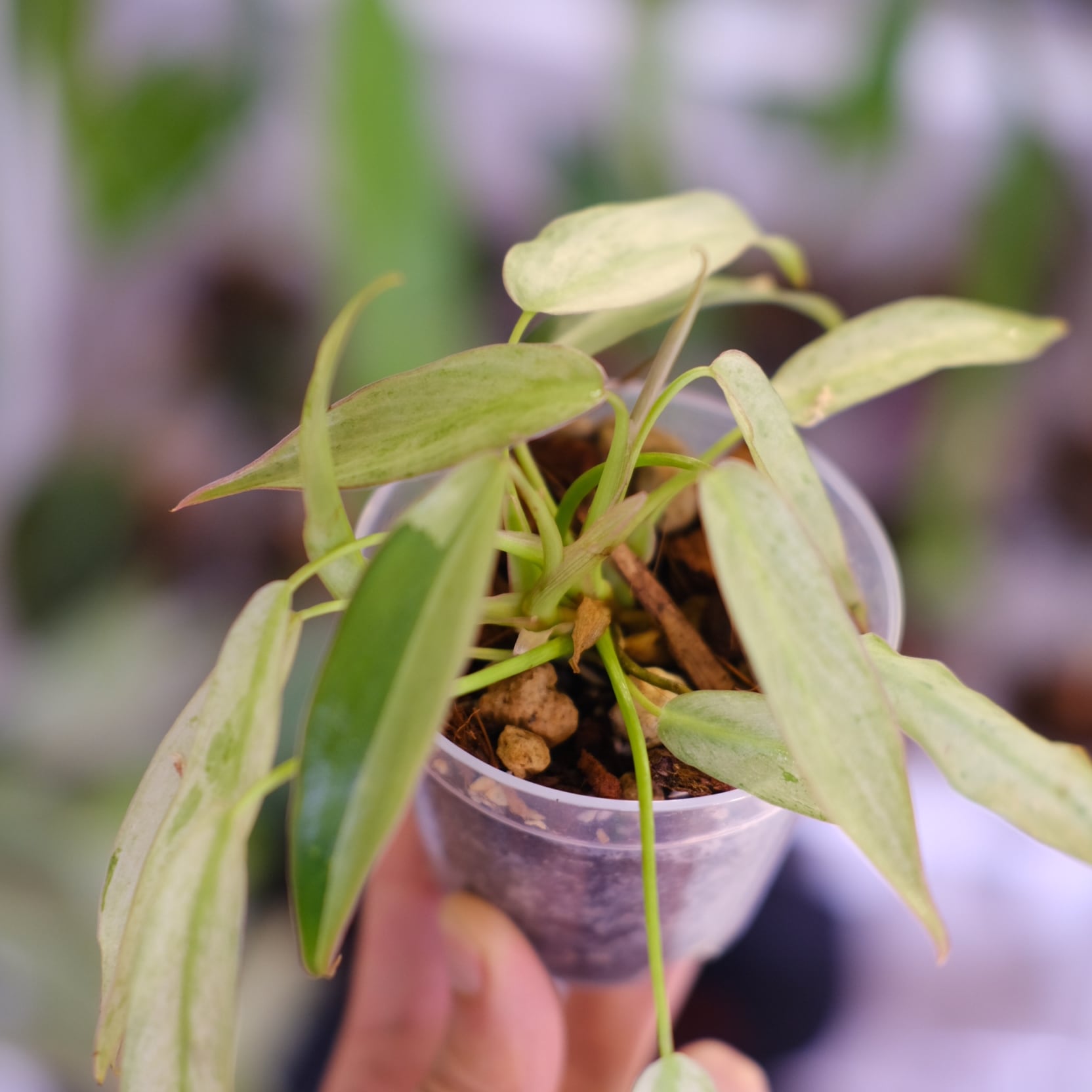 Philodendron longilobatum mint｜フィロデンドロン フィロデンドロン ロンギロバトム ミント│Philodendron longilobatum