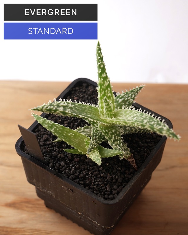 抜き苗 アロエ ゴジラ Aloe 'Godzilla'