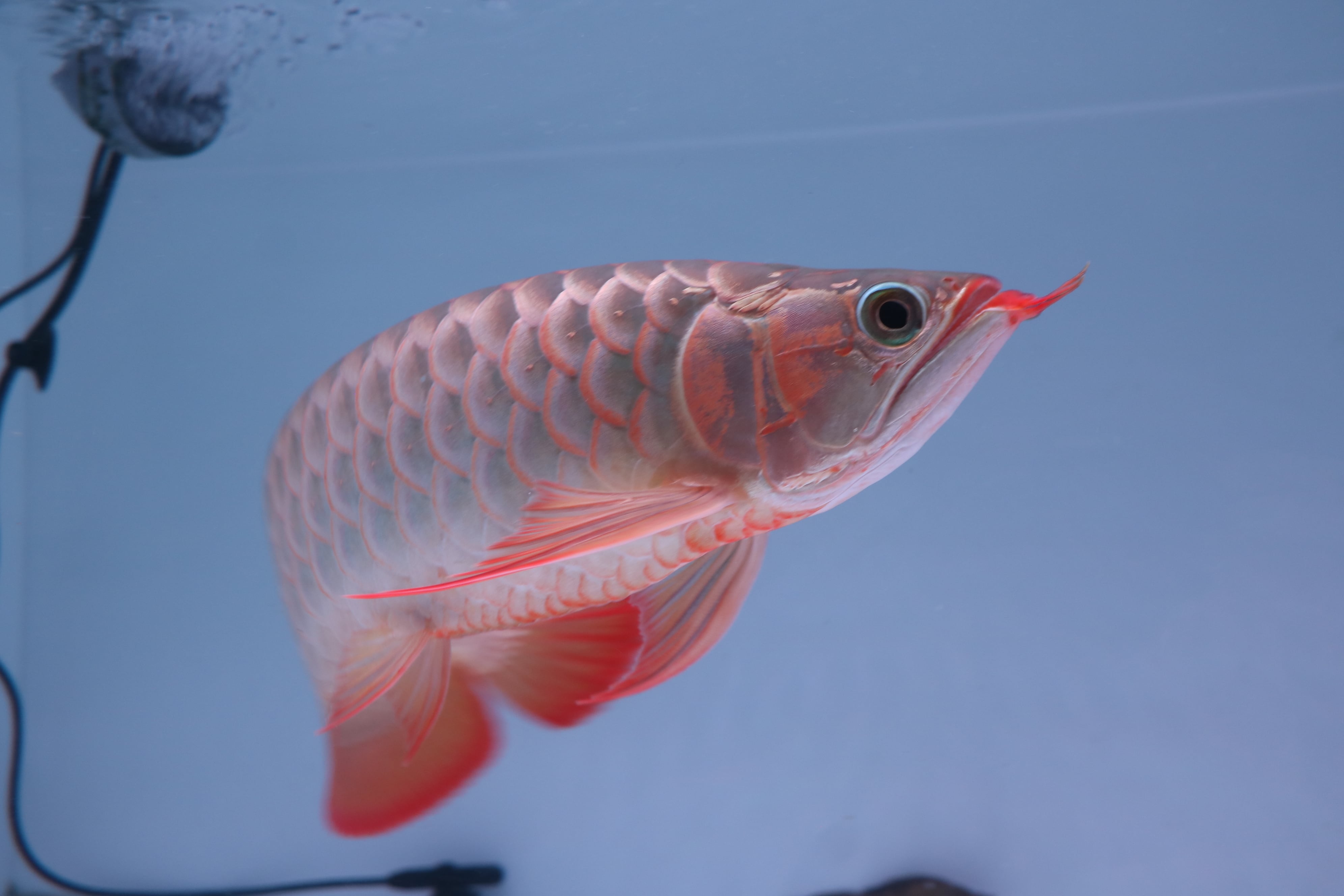 200,001円〜 | アロワナ等の大型魚・熱帯魚のオンライン販売店