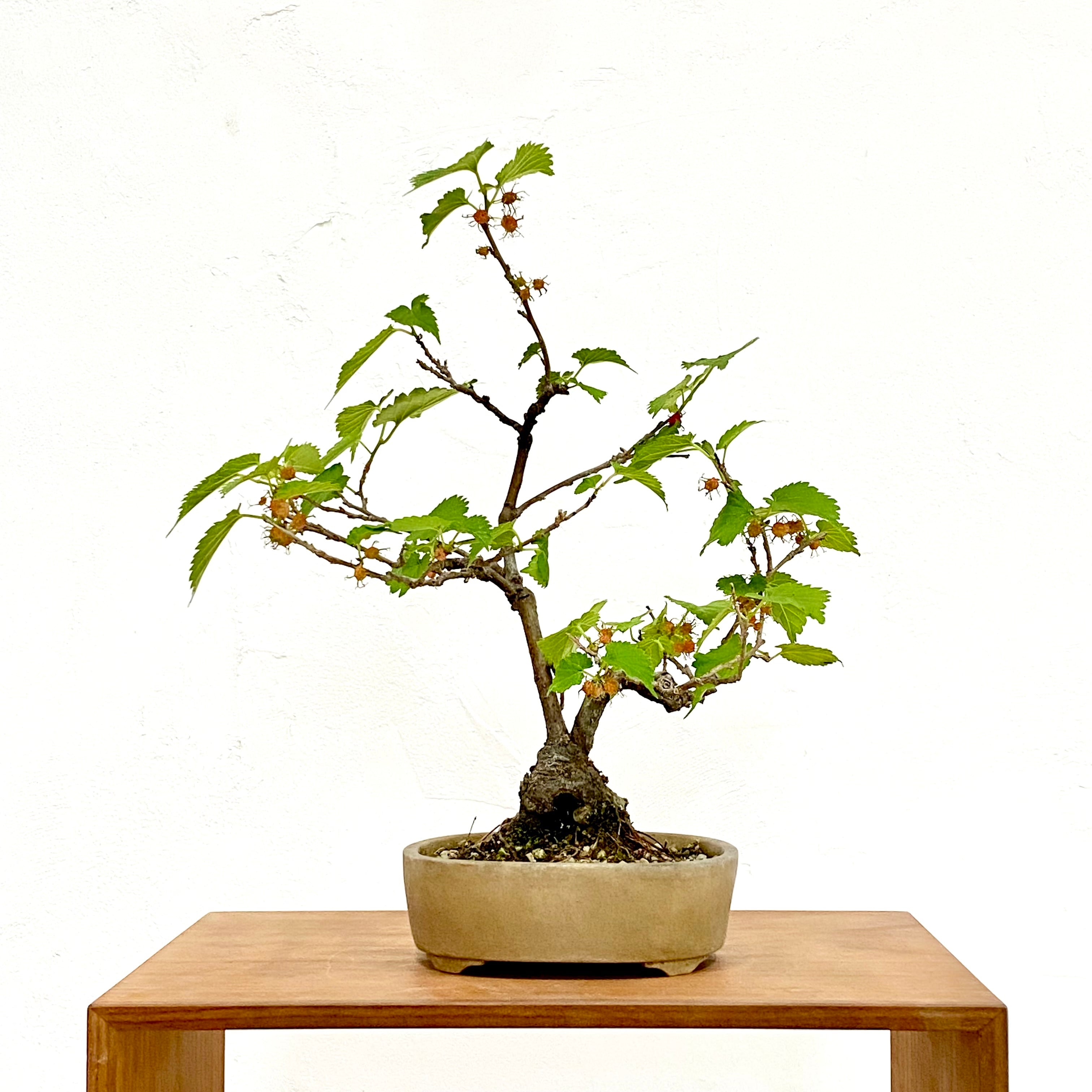桑（クワ）の盆栽｜高さ 約31cm 幅25cm | BONSAI Labo ウェブショップ