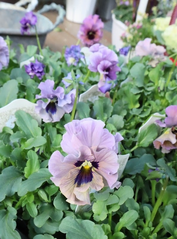 ビオラ『レディ』 3号ポット 1苗 寄せ植え 花 | SaqueSifone（サク