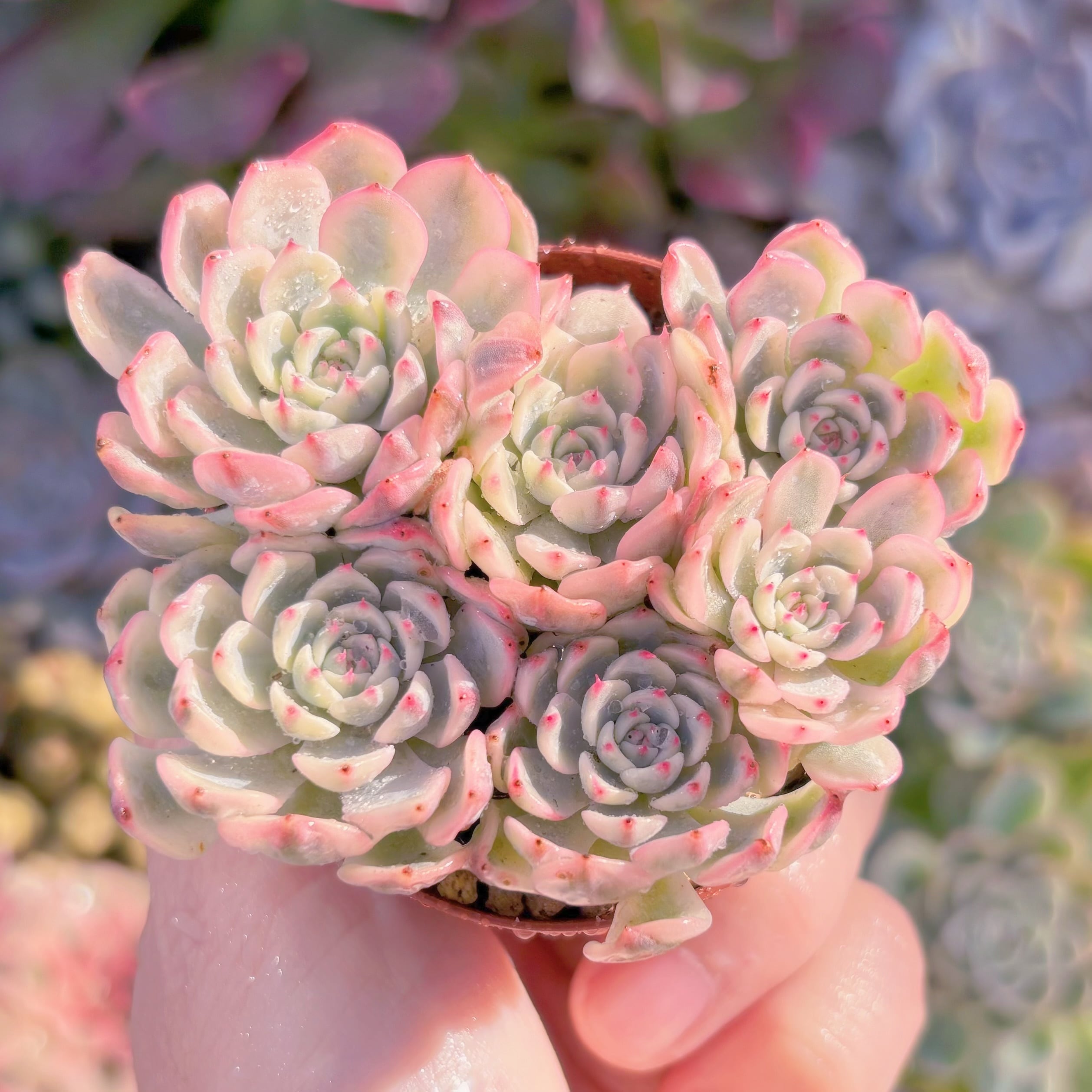 現品　ホワイトミニマ錦#A090　群生　るる農園