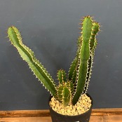 ユーフォルビア　ムランジーナ【612】