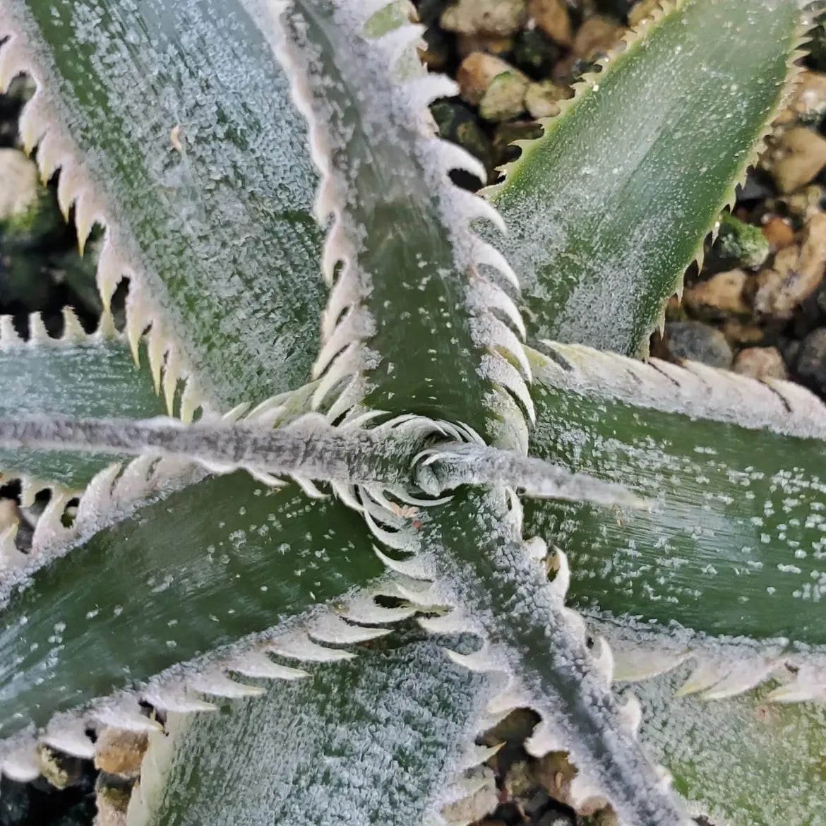 F00647_Dyckia 'Wasabi' (BCR:13644)：ディッキア・ワサビ（子株