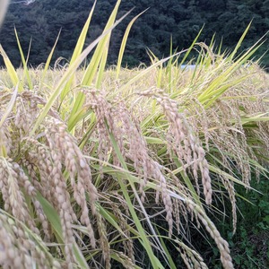 【減農薬】令和５年産ササニシキ  玄米　真空パック　5kg