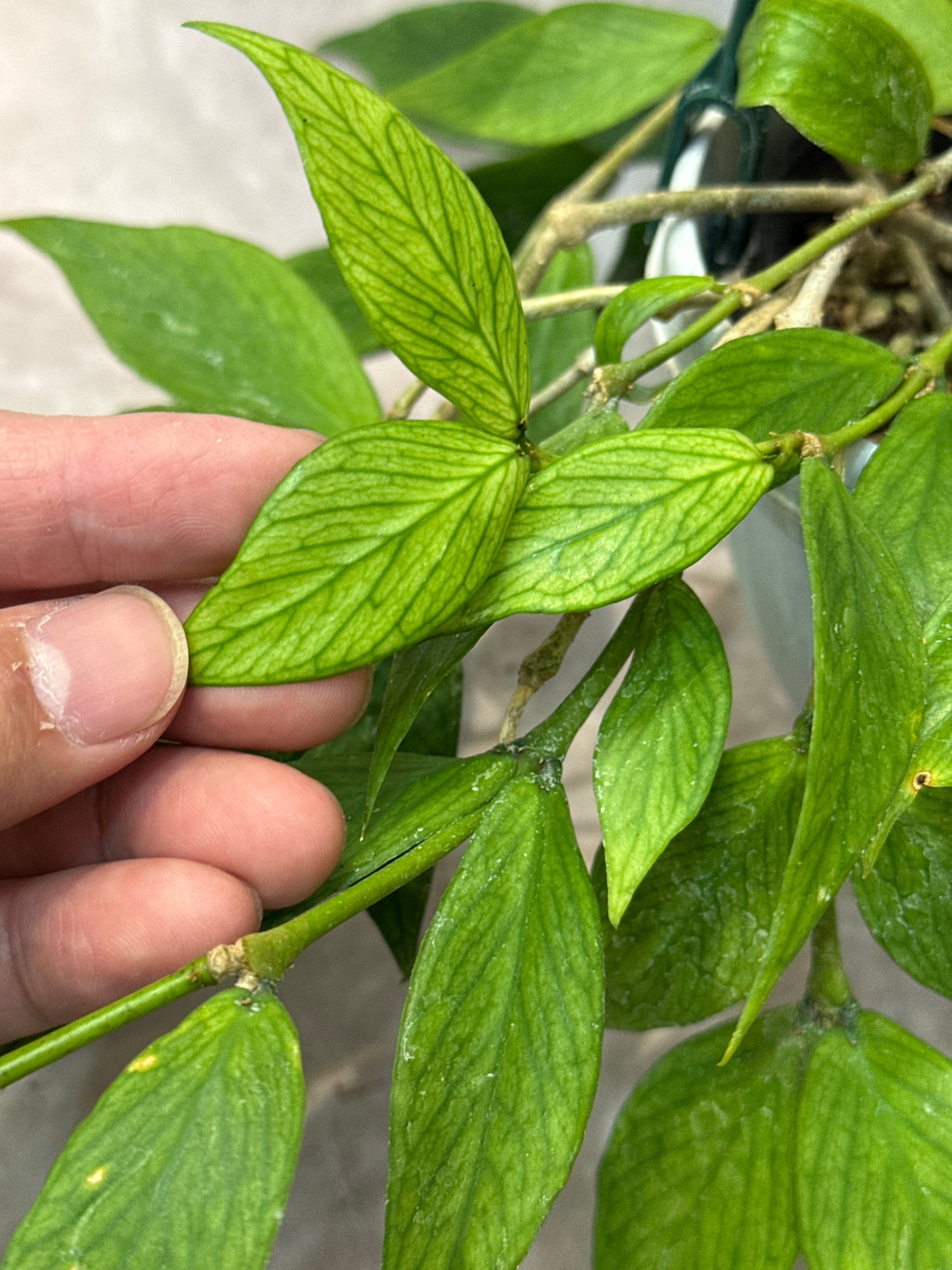 ホヤ ポリネウラ (フィッシュテール) | Gardenえん 【観葉熱帯植物】