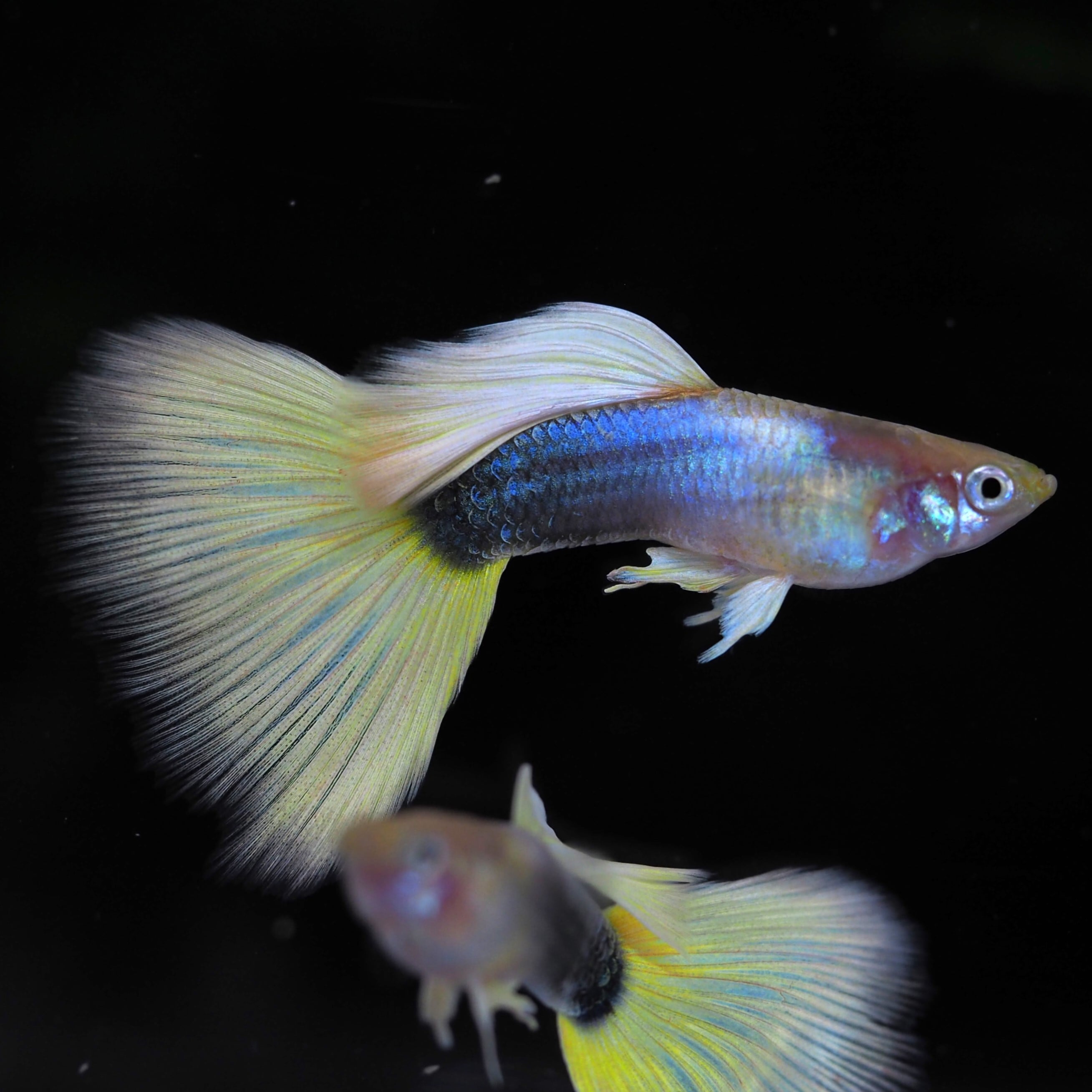 GUPPY | 伊豆グッピーファーム