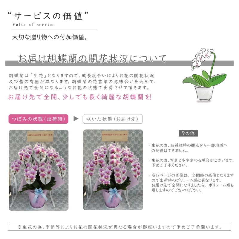 開店祝い、移転祝いに最適！中輪の胡蝶蘭 5本立ち 40輪～ ヴィーナス