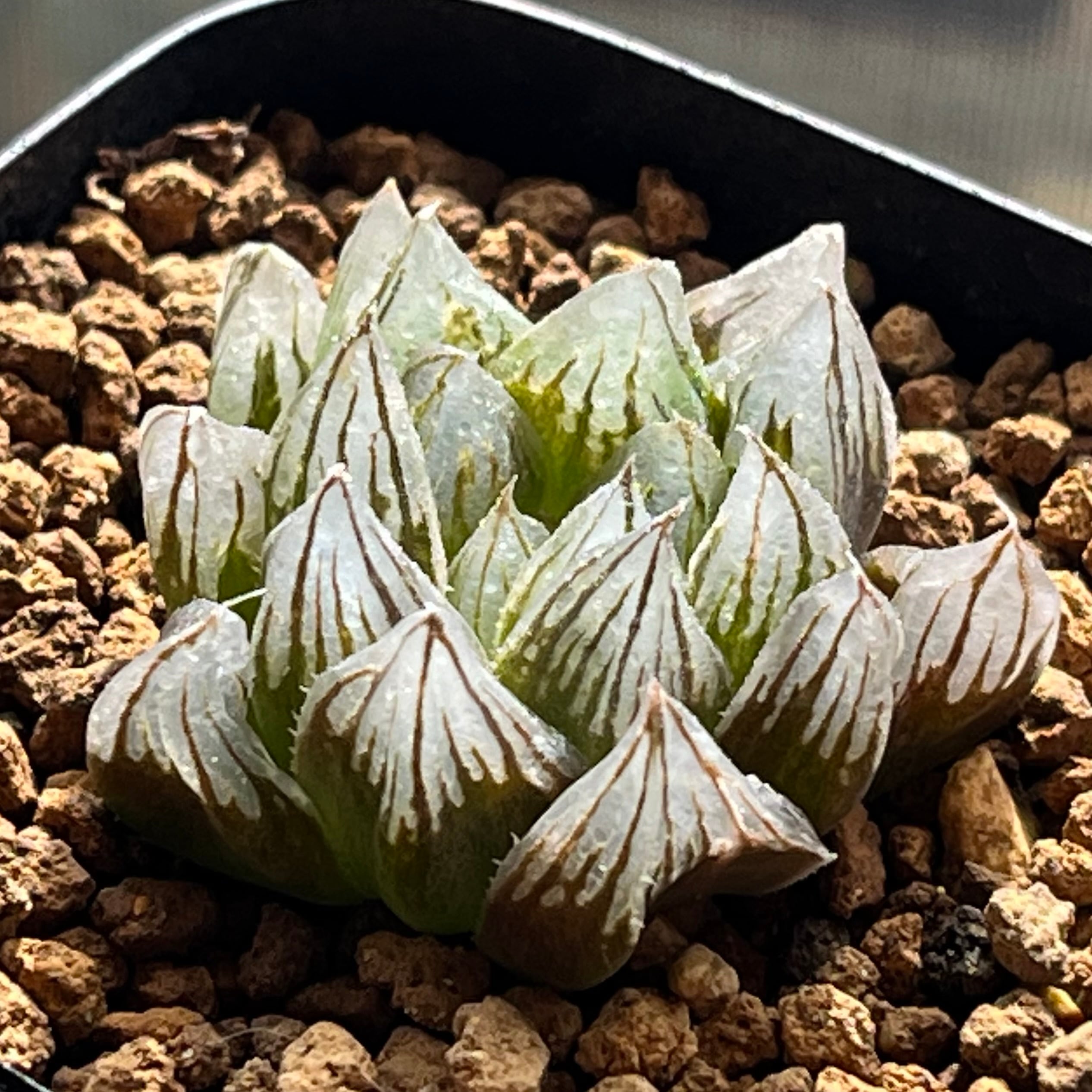 ハオルチオプシス 泪珠錦 | mocono_plants
