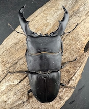 【WD】大型《カシブヒラタクワガタ 88mm ペア》