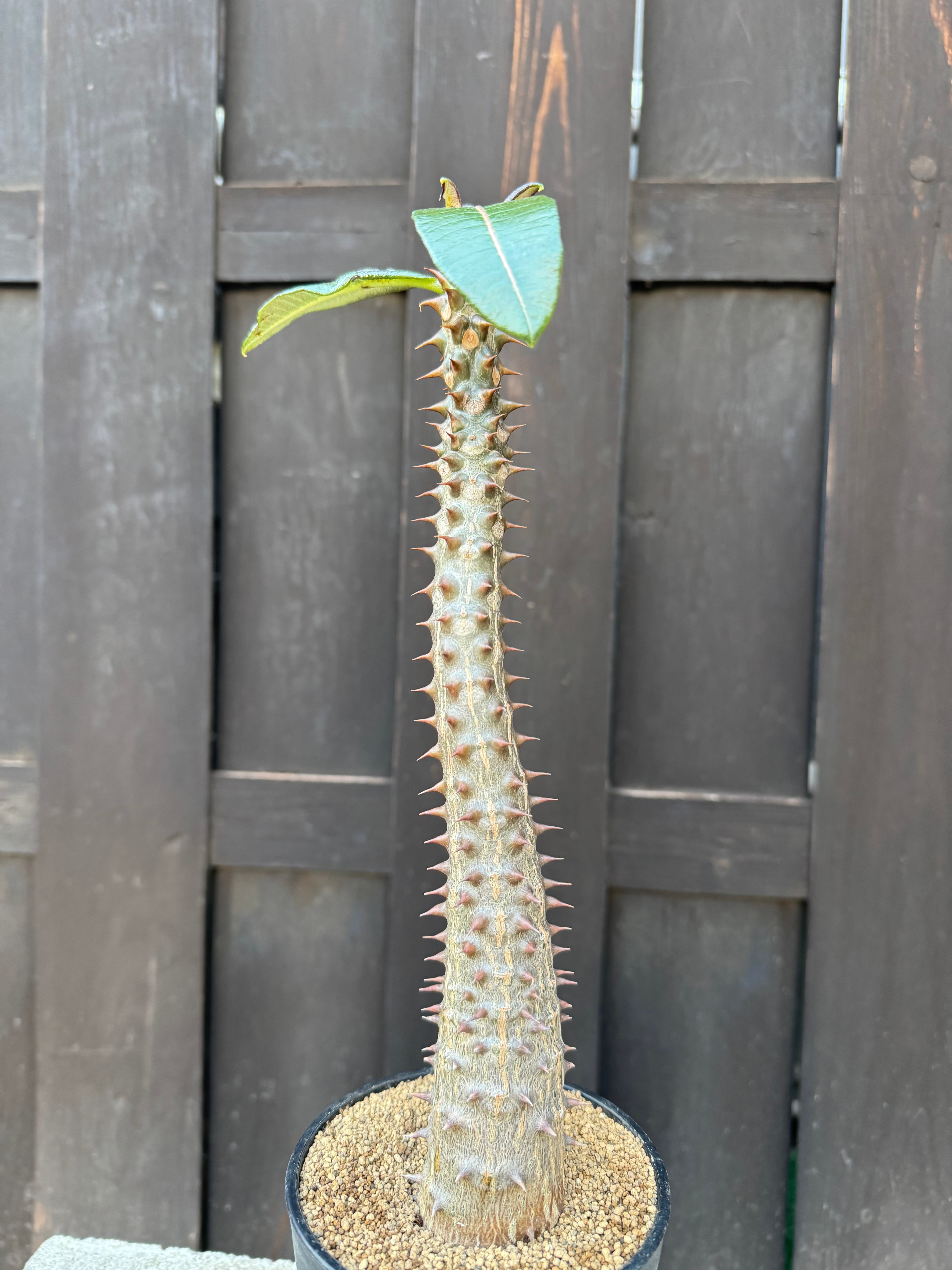 新着・極上逸品】Pachypodium baronii【国内実生】パキポディウム