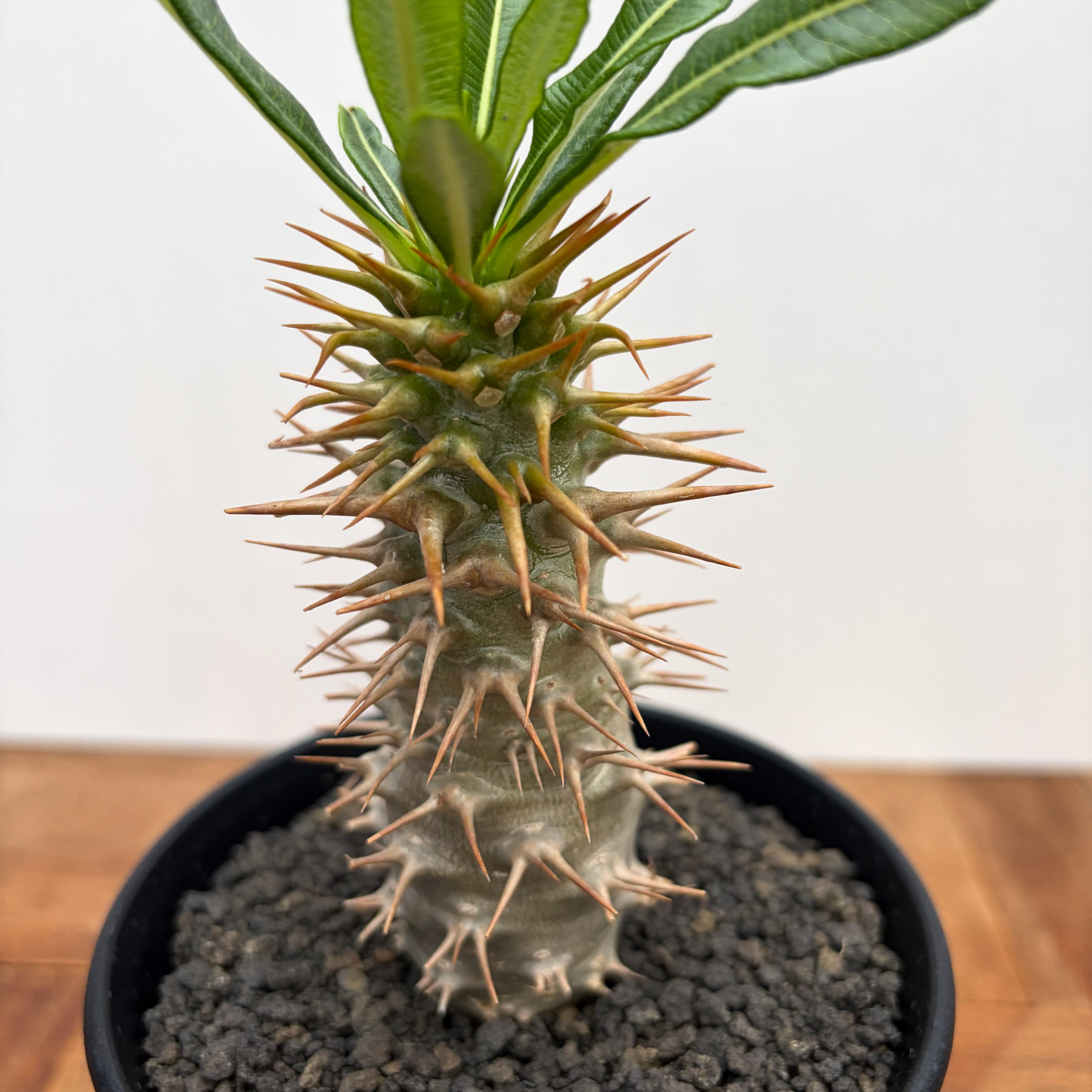 Pachypodium ambongense【パキポディウム・アンボンゲンセ・実生