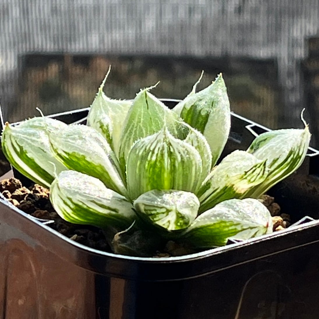 ハオルチア 三仙寿錦 ハオルチア 三仙寿錦 | mocono_plants