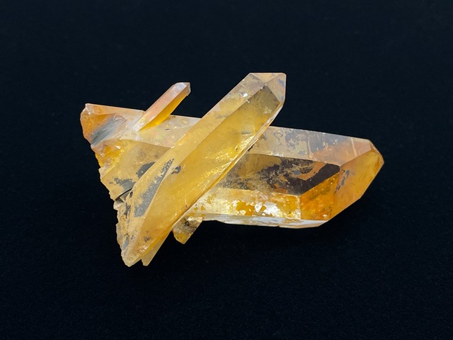 ポイント（アーカンソーゴールデンヒーラー）