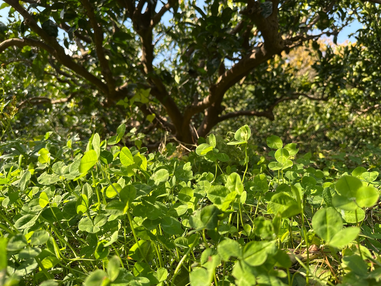 愛媛県大三島産みかん【農薬不使用】10キロ