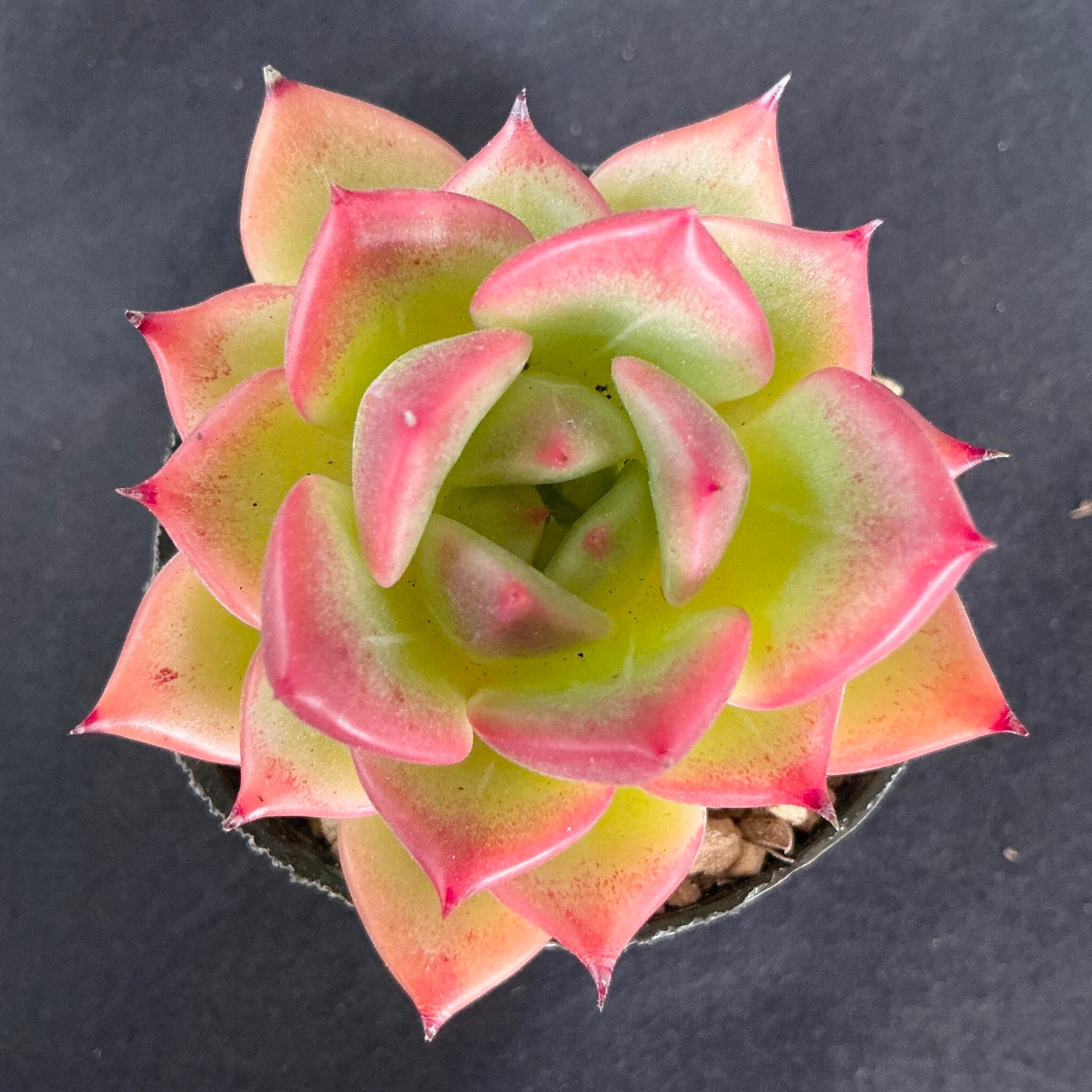 超美苗ケラリアン Amazon.co.jp: 農園直売 多肉植物 エケベリア属 Echeveria