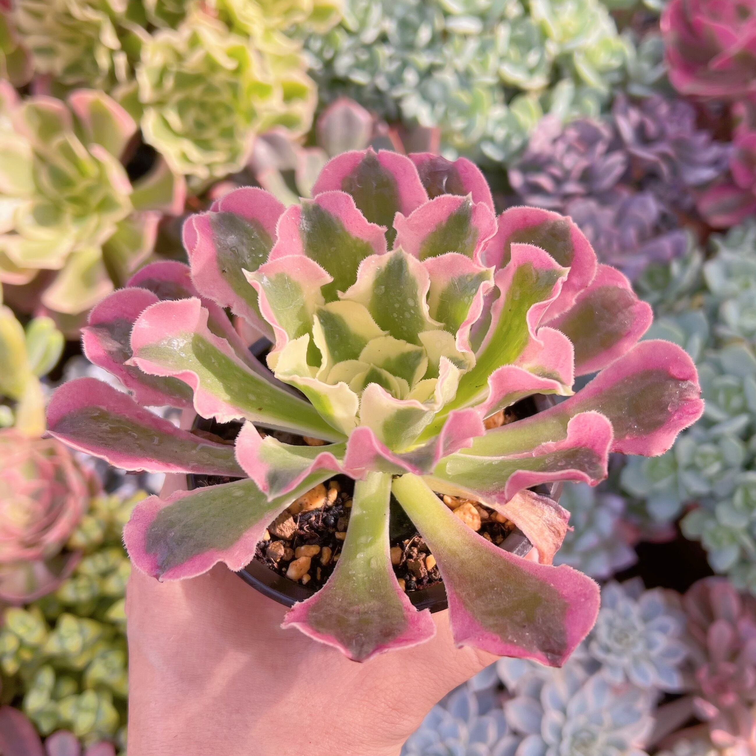 現物　白鳳#666  るる農園