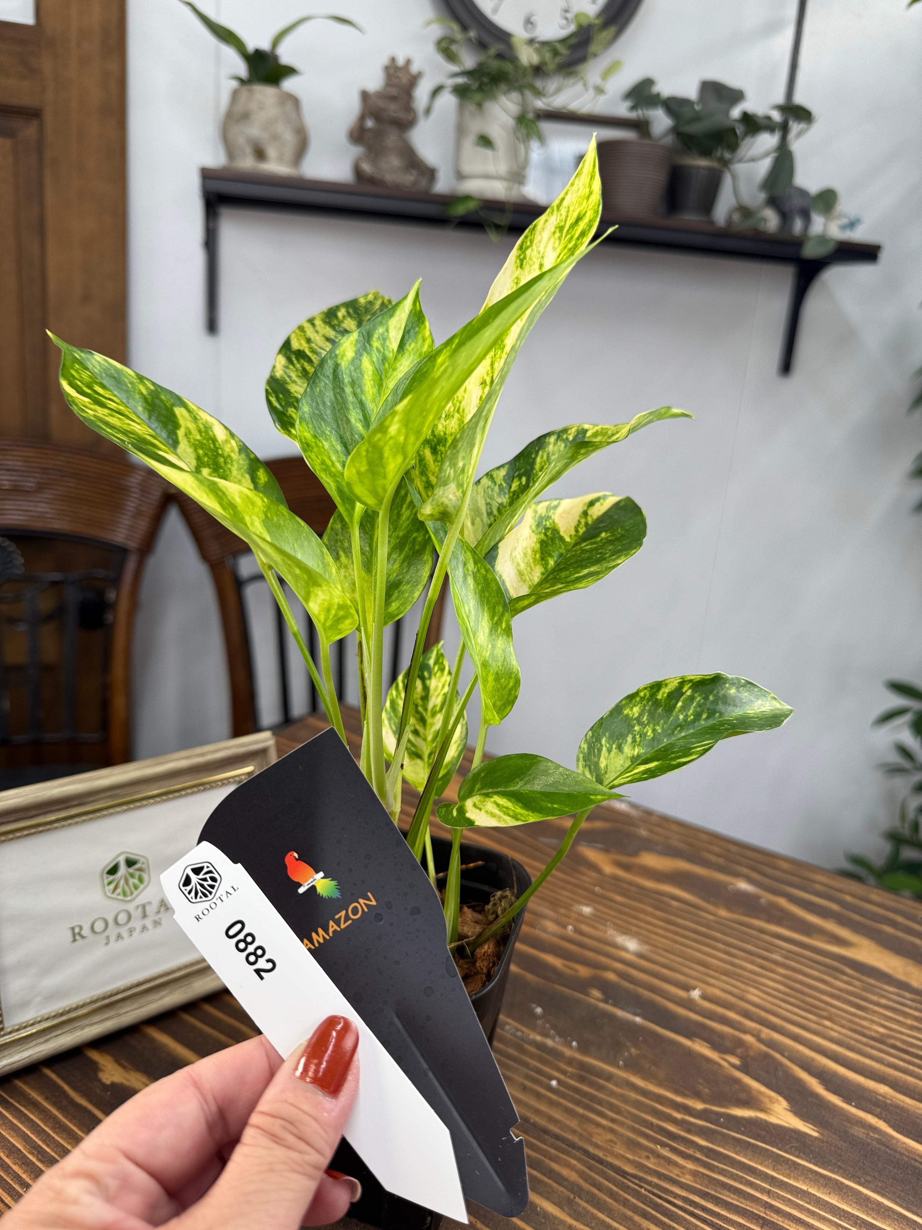 ★882【優美な一品】エピプレムナム アマゾンゴールド(9㎝ロング硬質ポット)