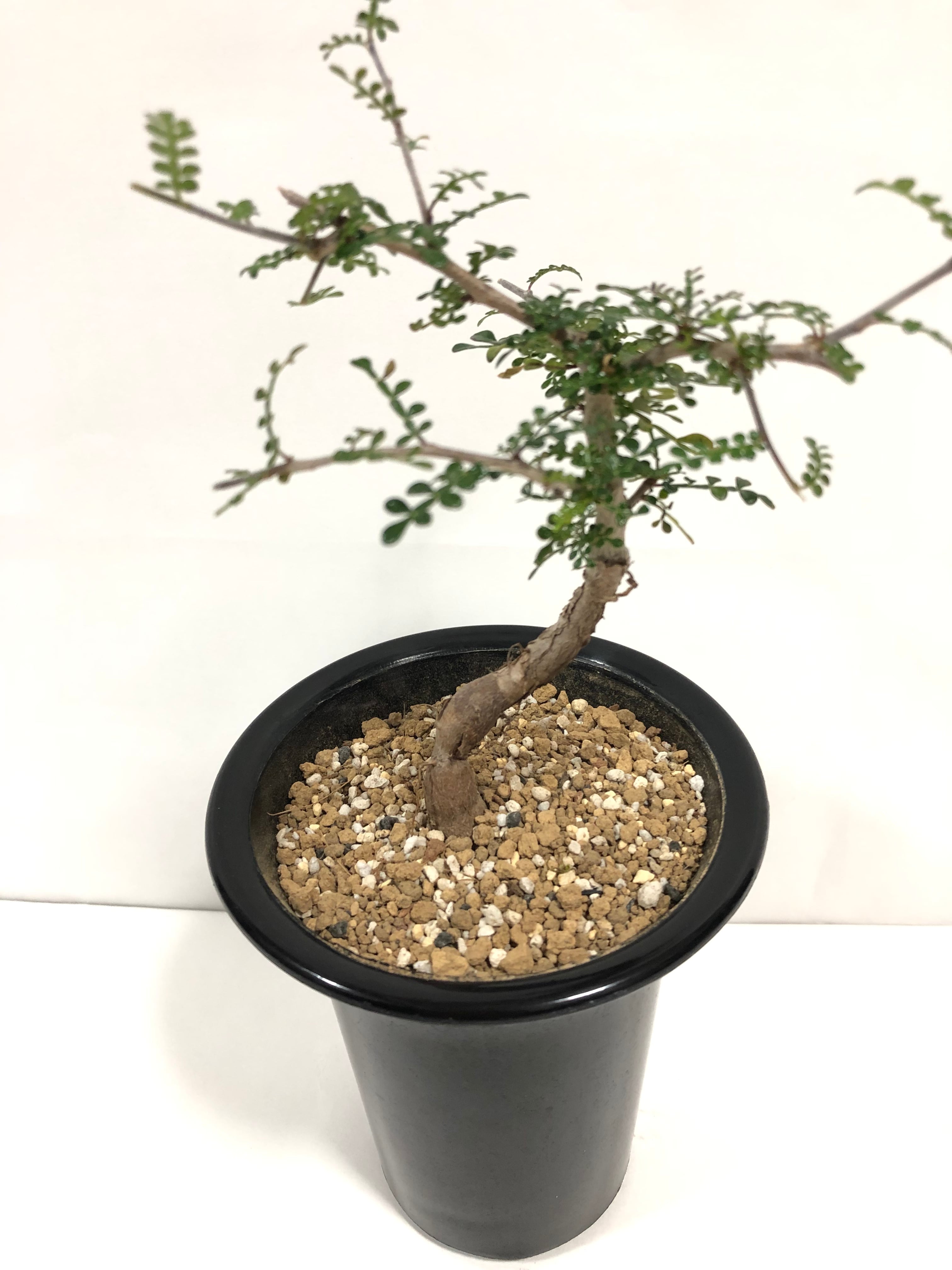 Operculicarya decaryi オペルクリカリア・デカリー 塊根植物